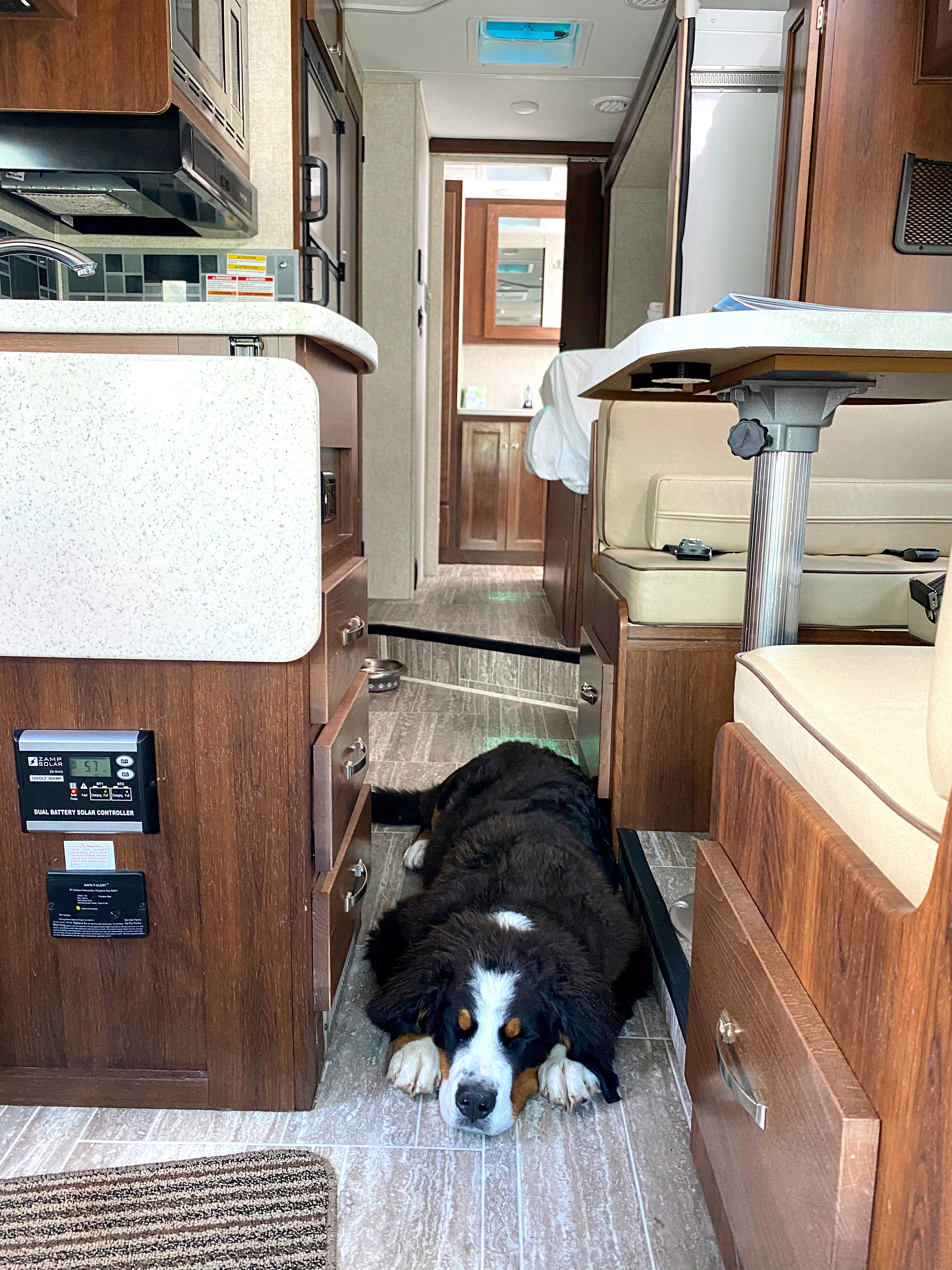 RV camping with dog