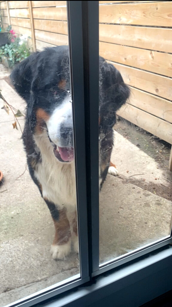Bernese mountain dog and training to use a dog door