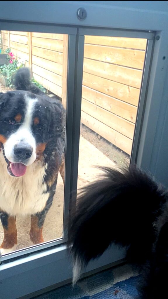 Training Bernese mountain dog to use dog door