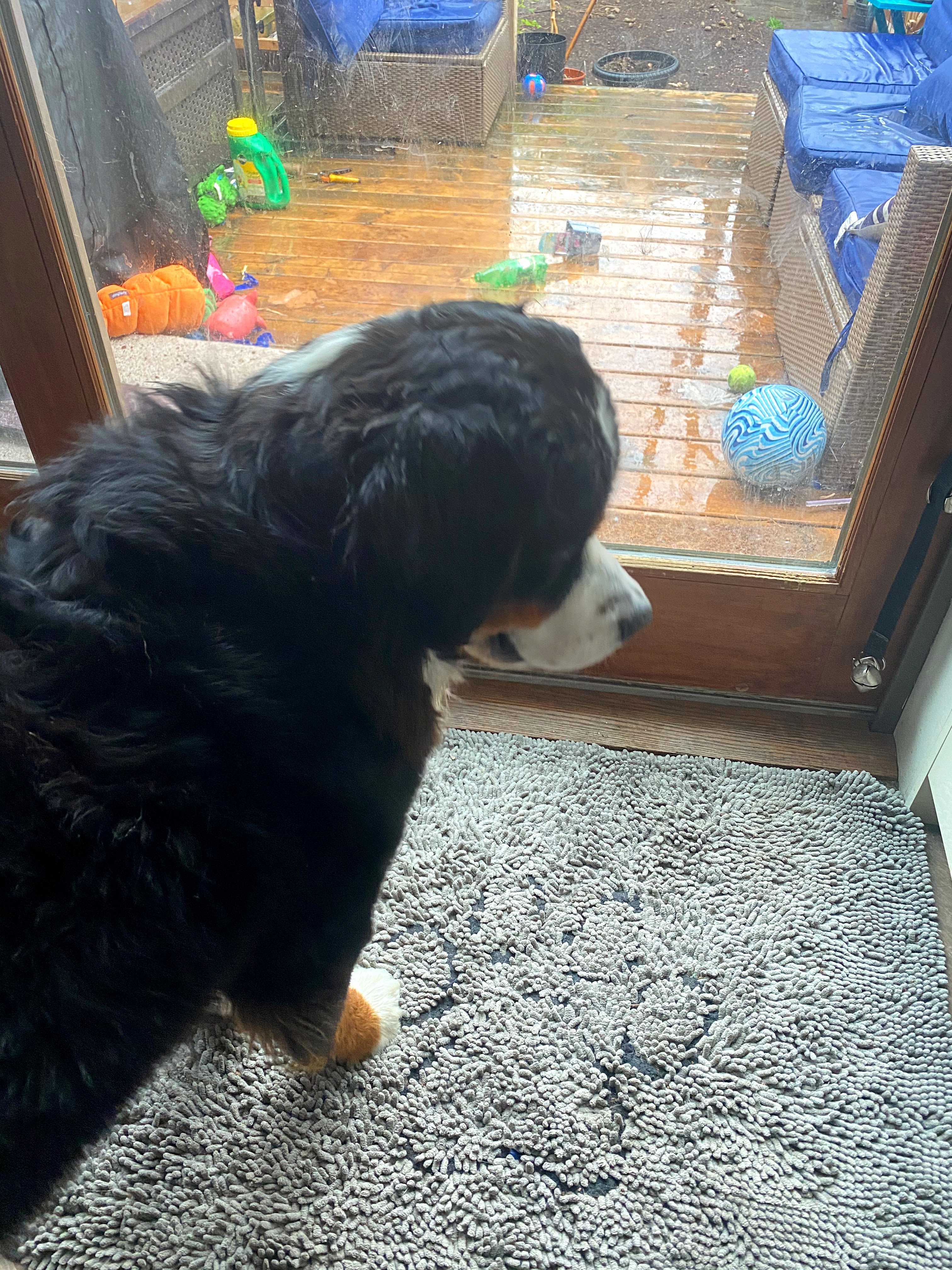 Training Bernese mountain dog to use dog door