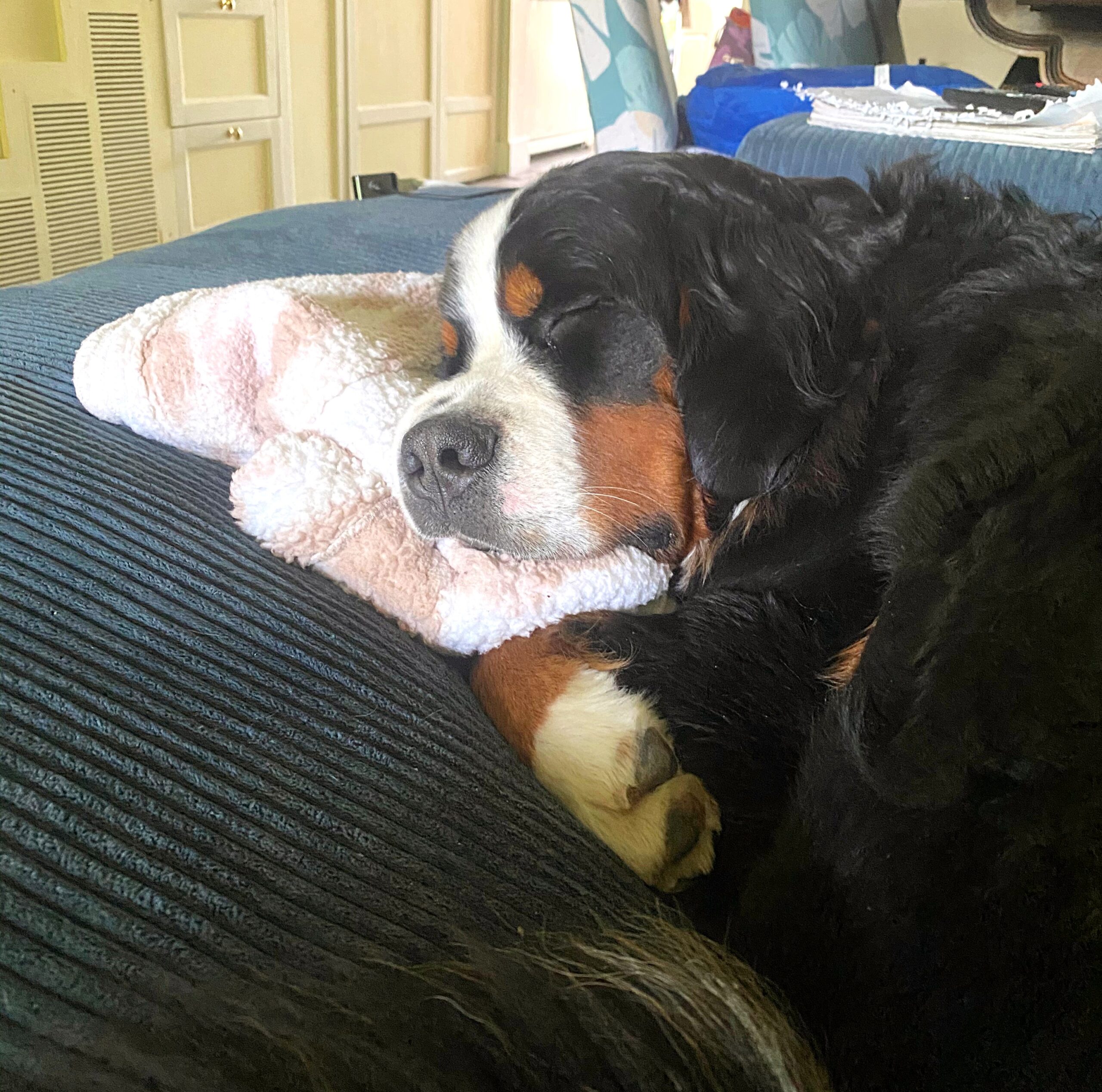 Bernese mountain dog sleeping