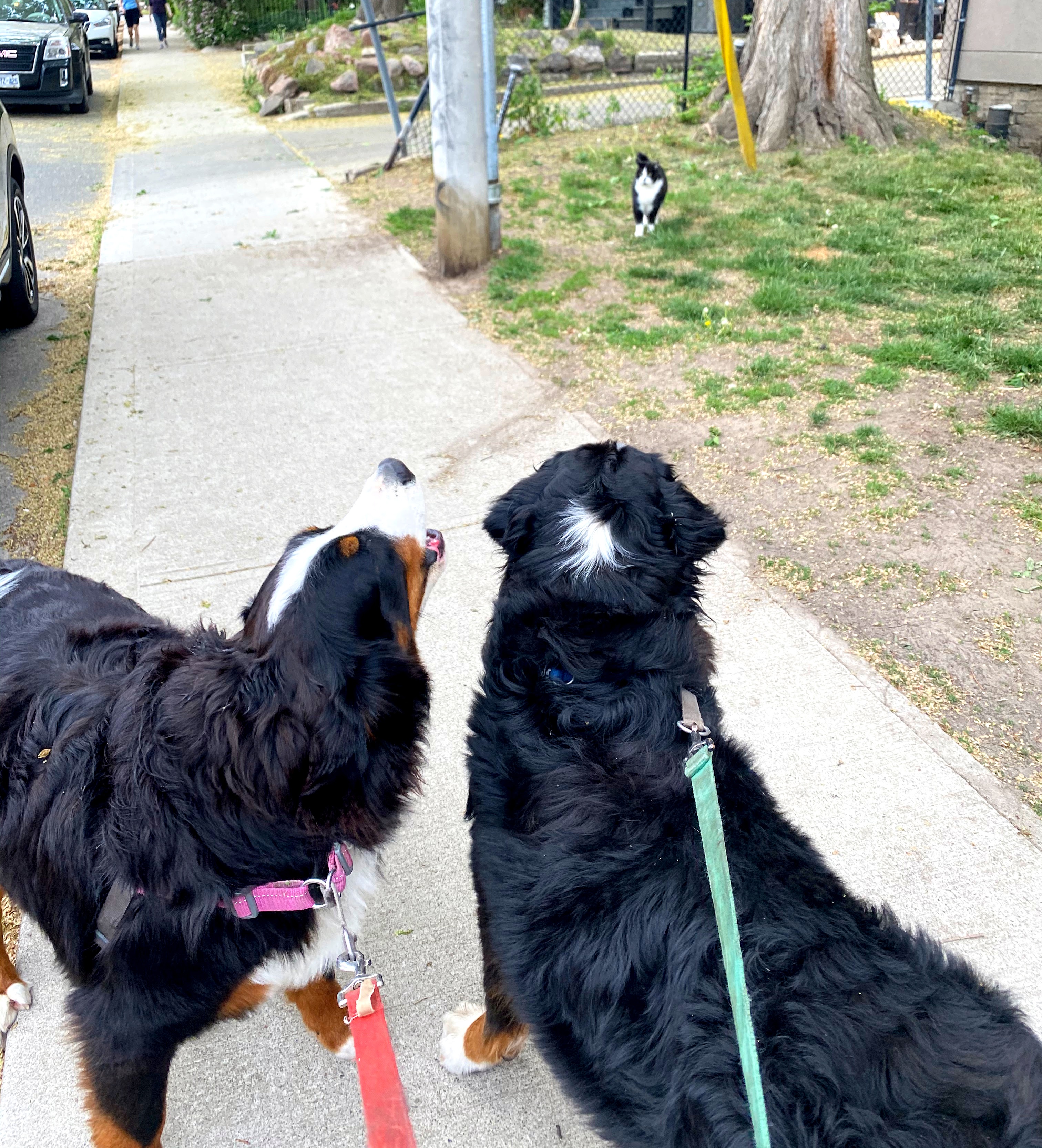 Bernese mountain dog walk