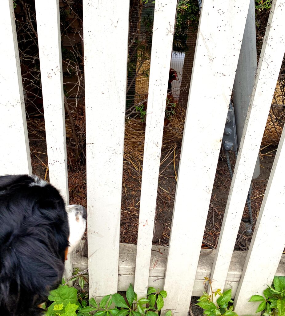 Bernese mountain dog chickens