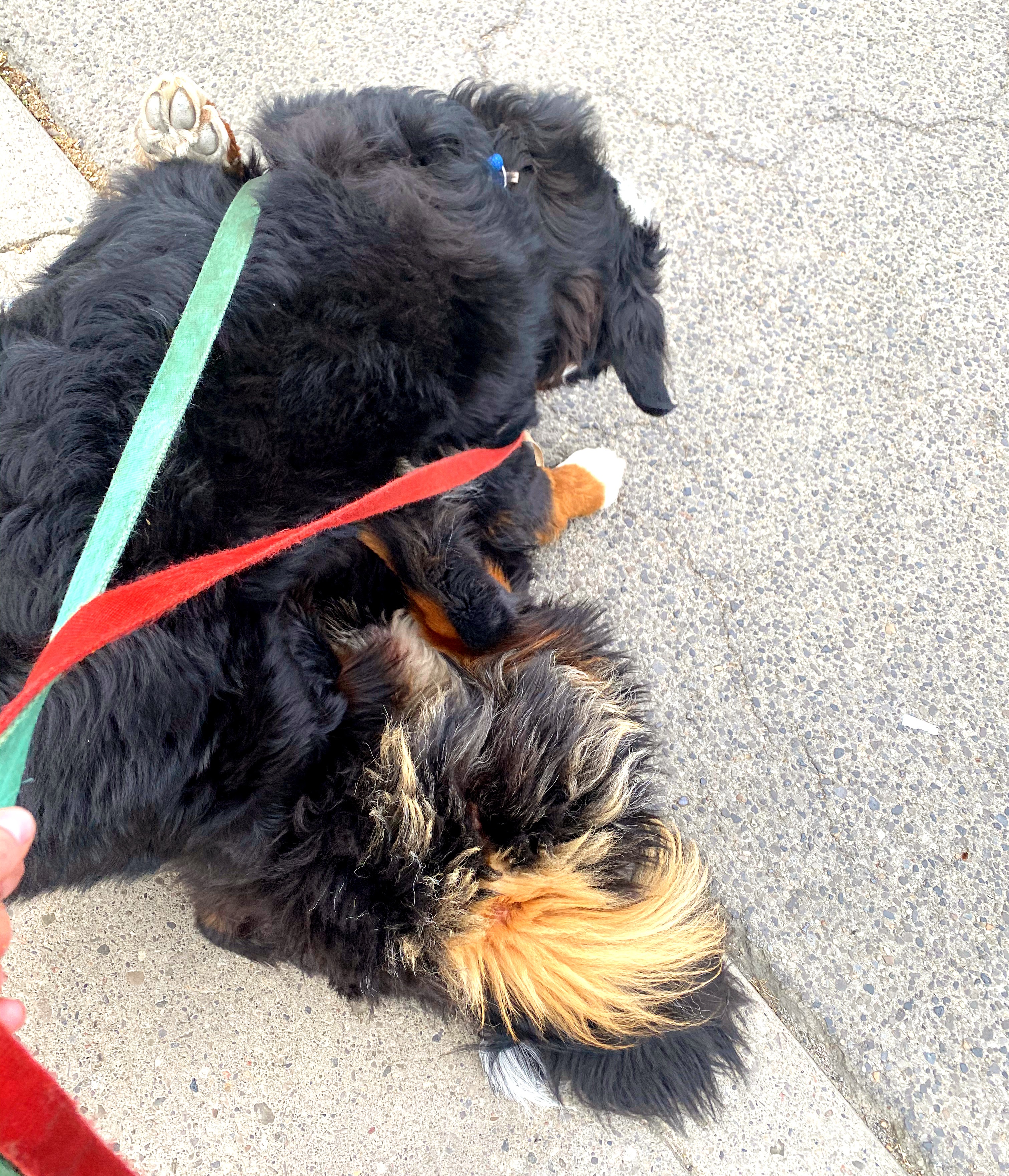 Bernese mountain dogs