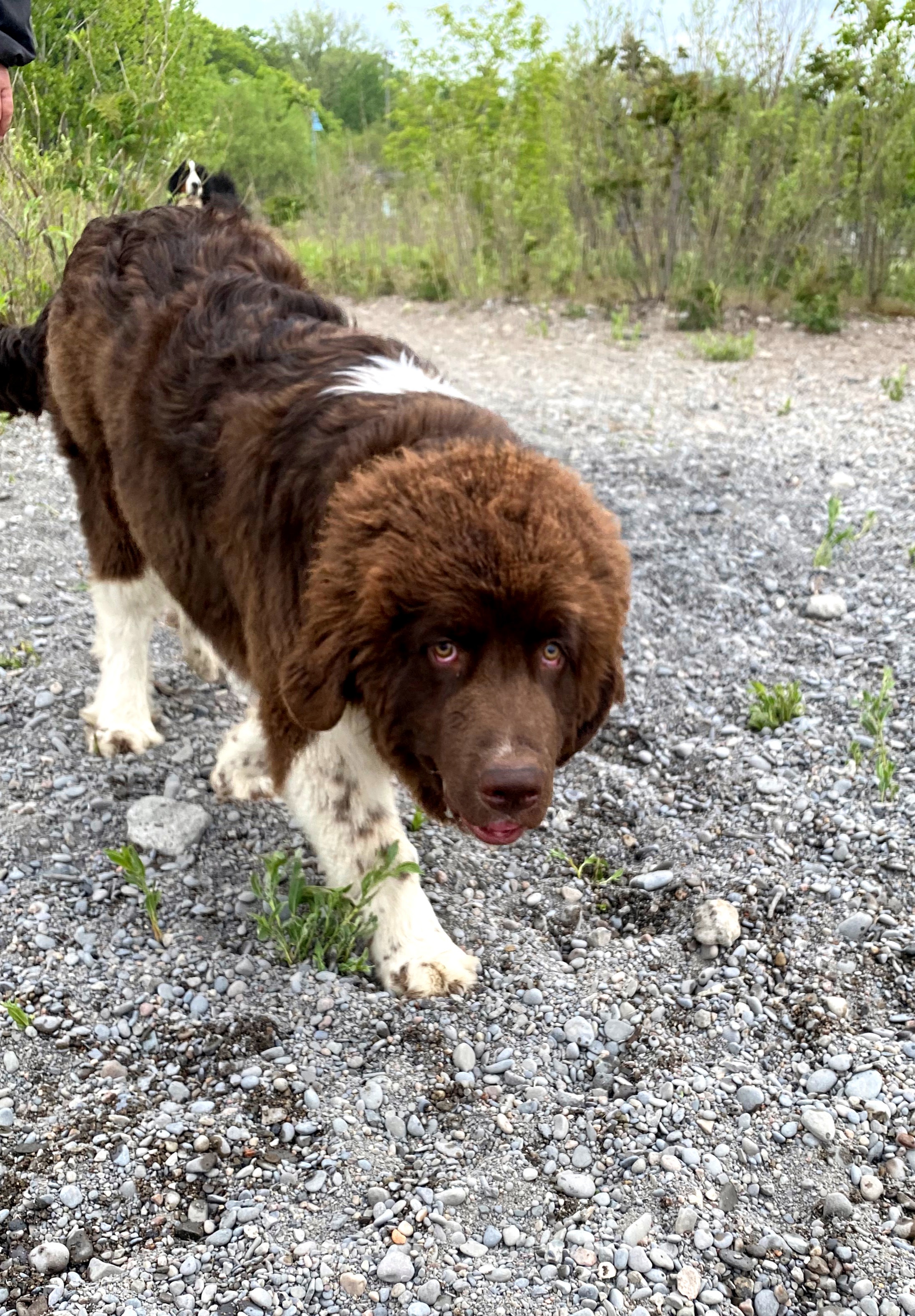 Newfoundland puppy