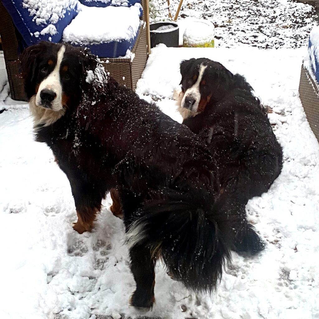 Training Bernese mountain dog to use dog door