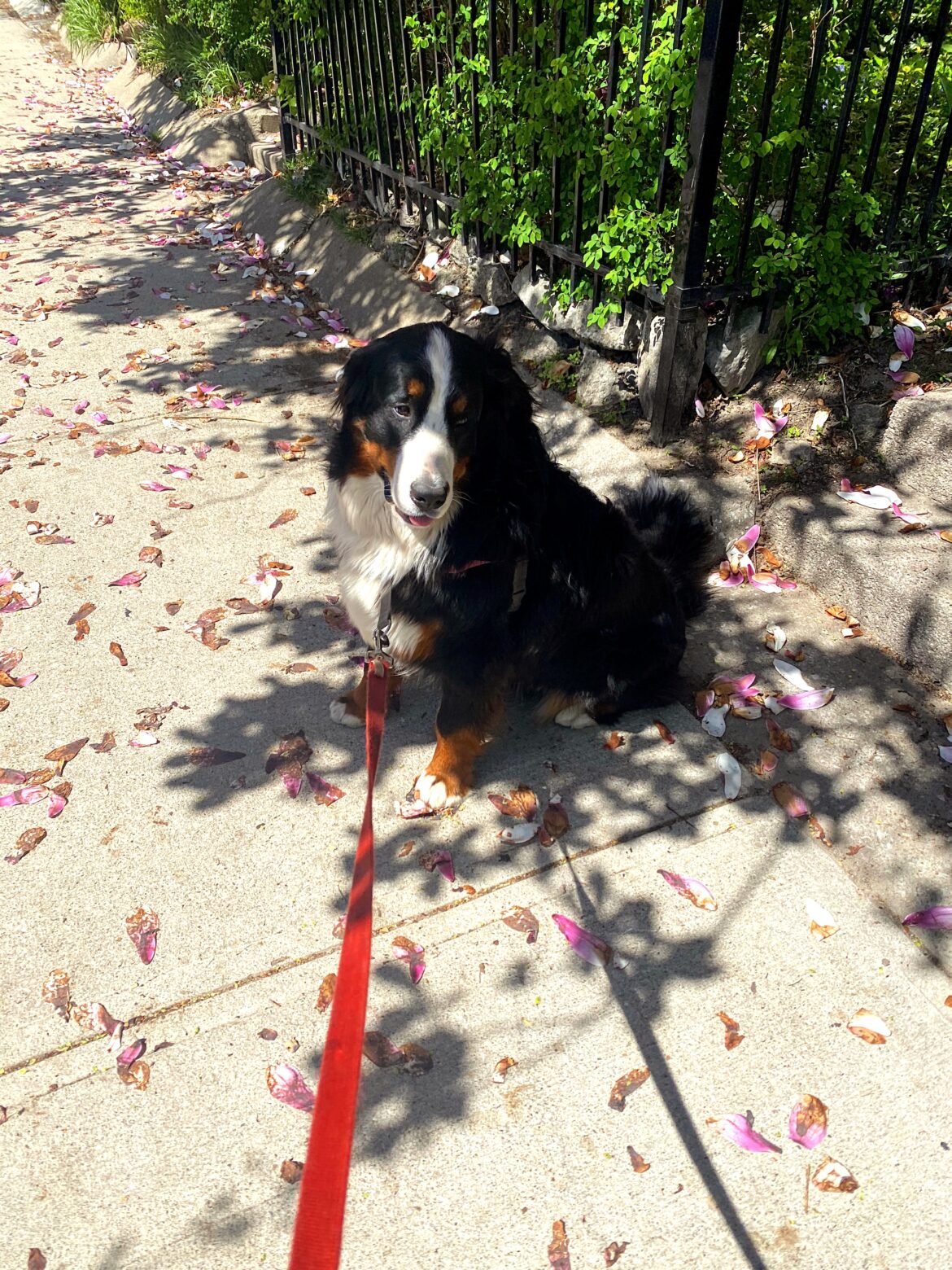 heat exhaustion symptoms treatment dogs