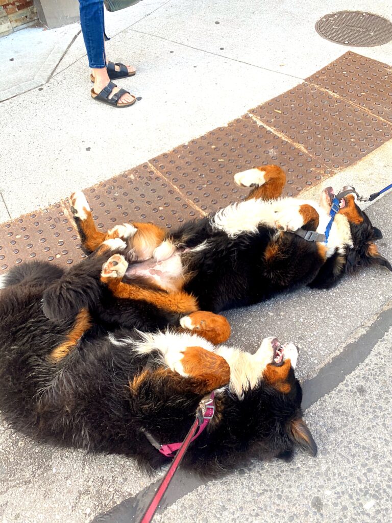 Bernese mountain dogs dog walk