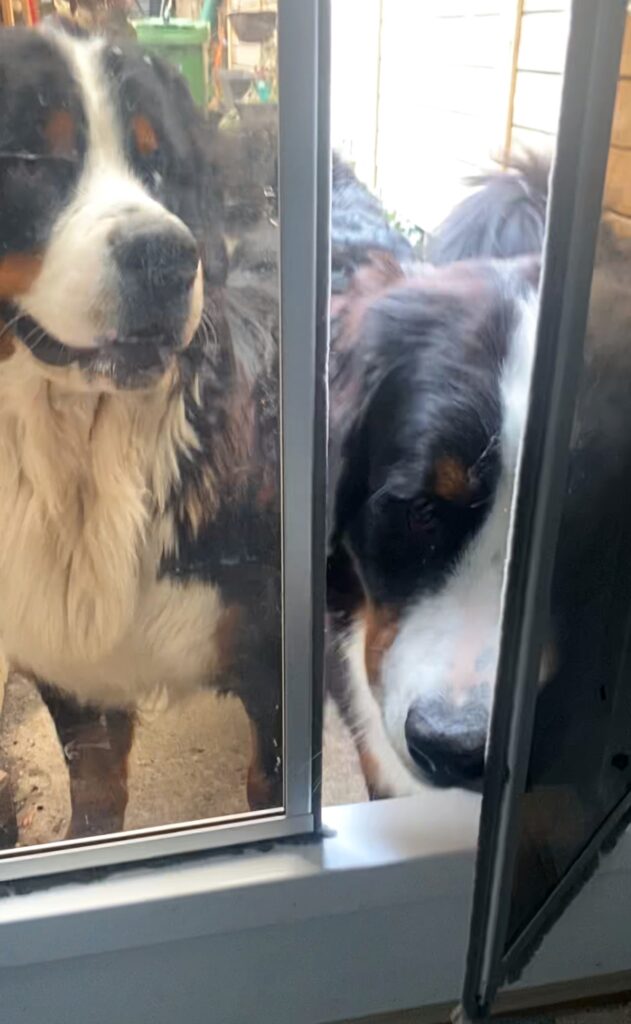 Training Bernese mountain dog to use dog door
