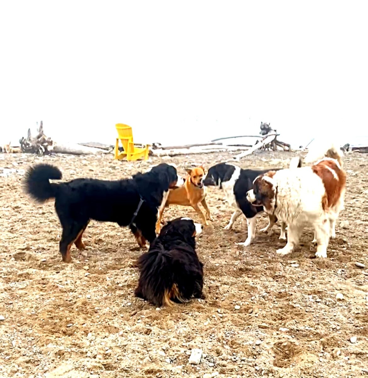 dog park safety etiquette