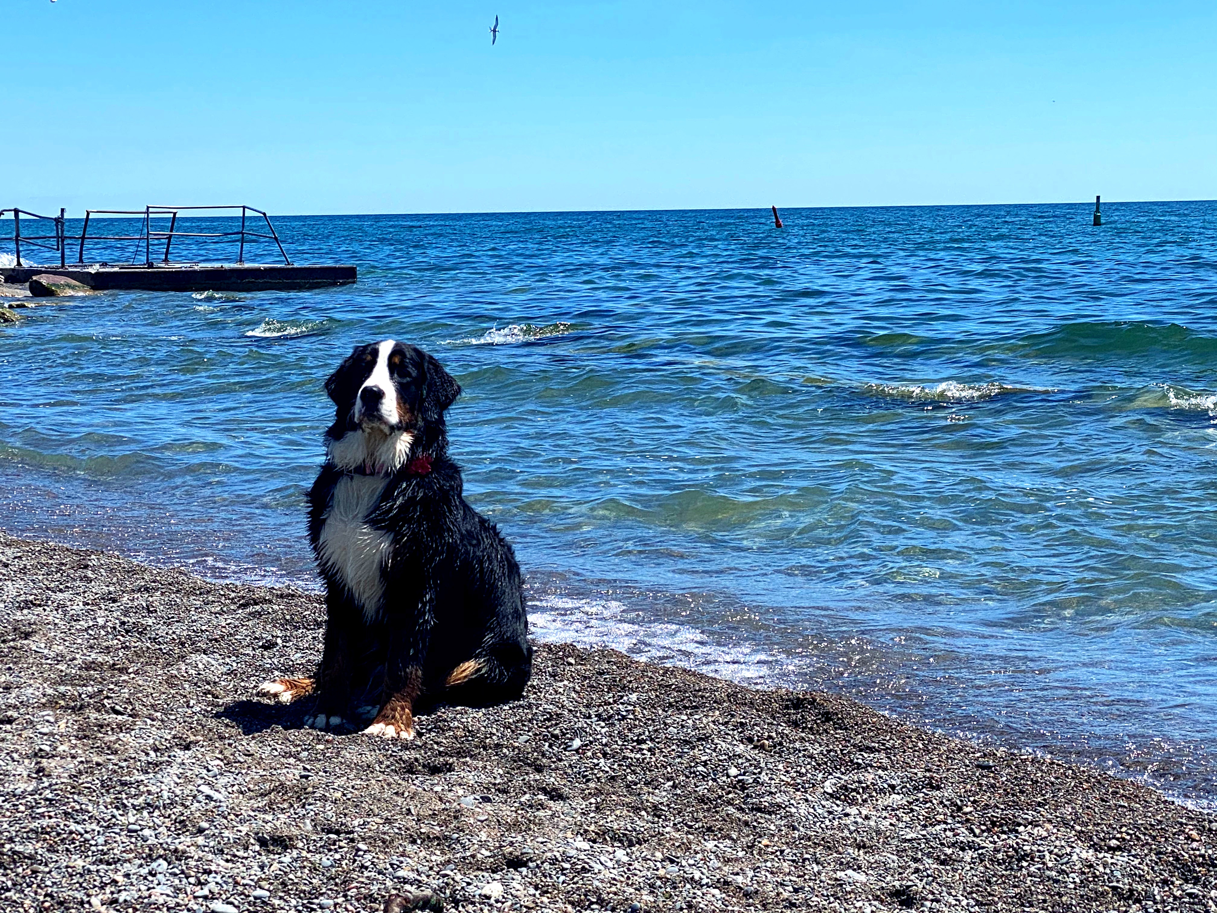 bernese mountain dog summer safety tips