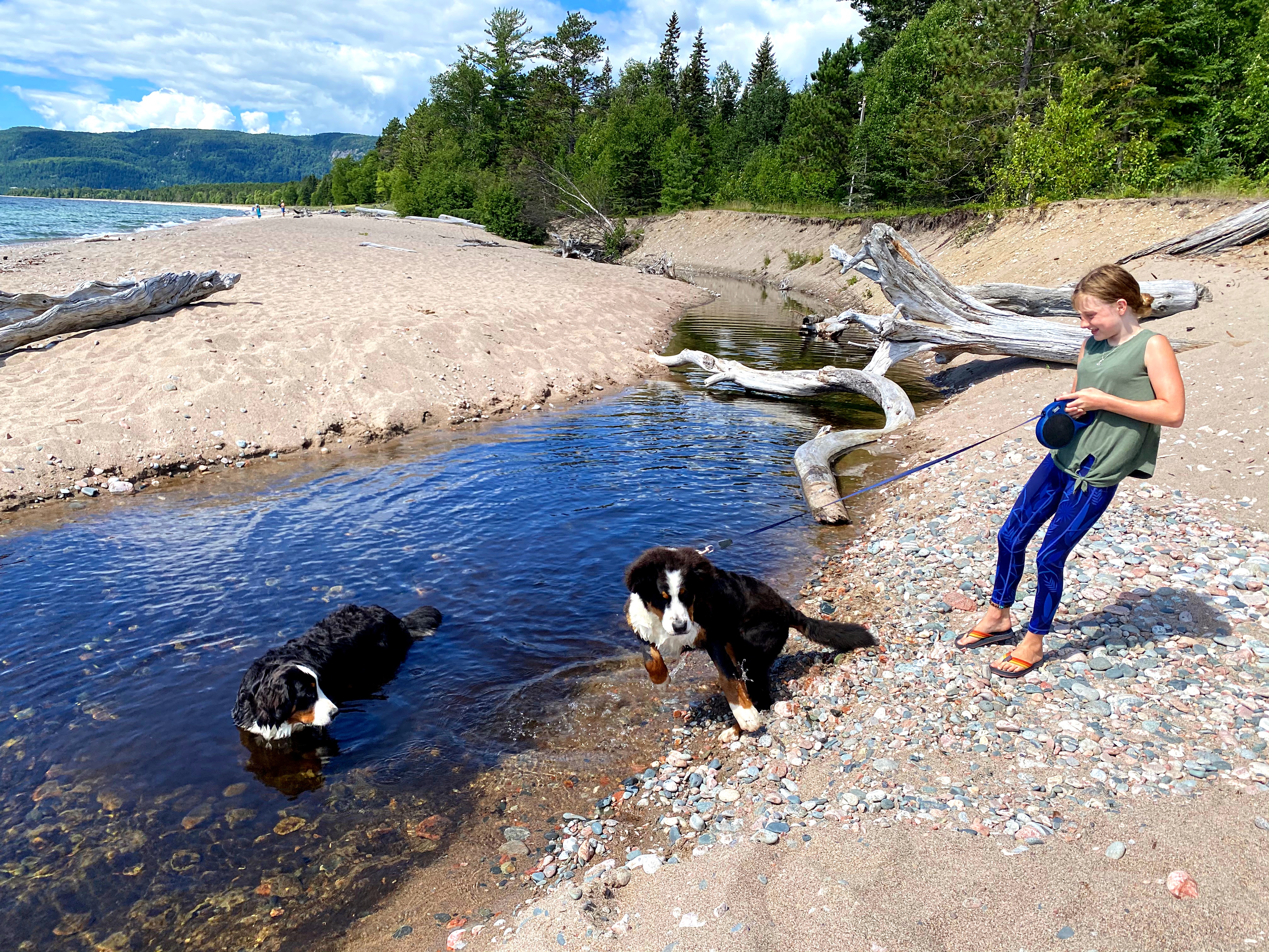 dog summer safety tips bernese mountain dogs