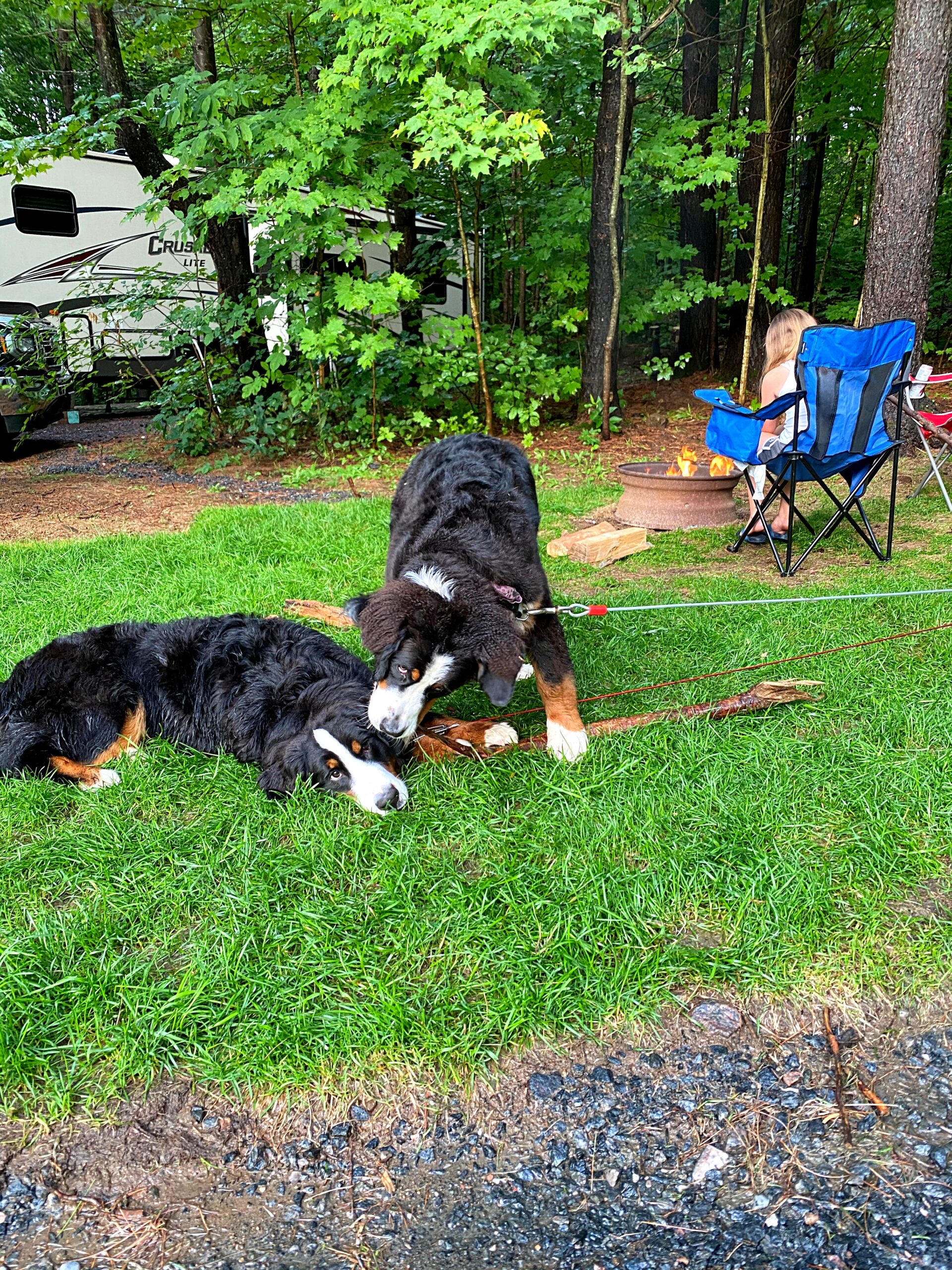 summer safety tips dogs camping tips bernese mountain dog