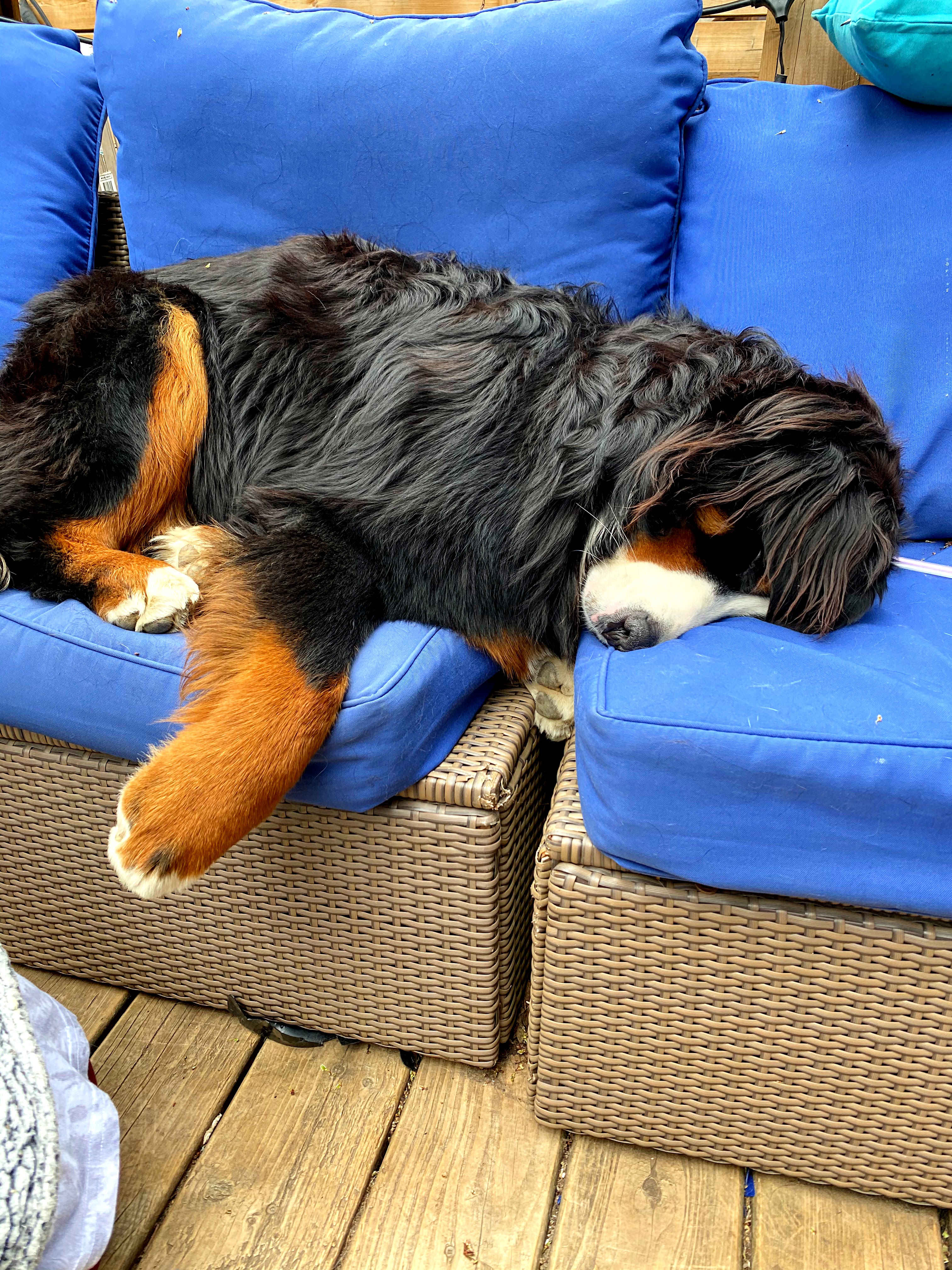 heat exhaustion in dogs symptoms treatment prevention bernese mountain dogs