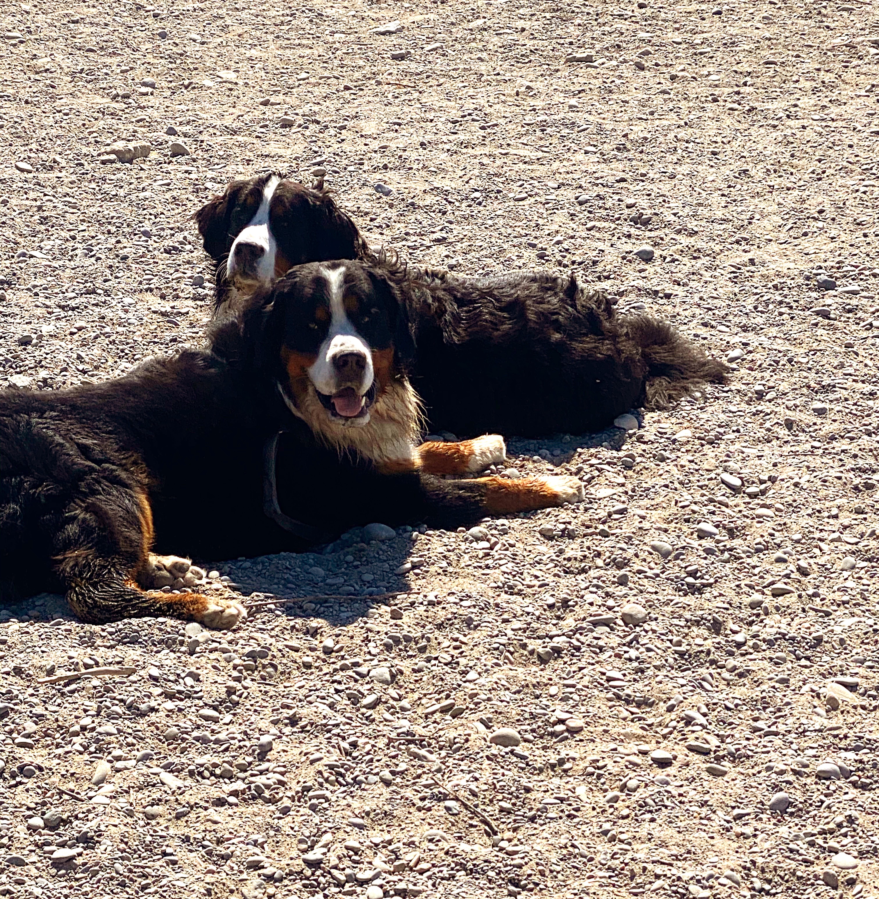 heat exhaustion in dogs symptoms treatment prevention bernese mountain dogs summer dogwalks