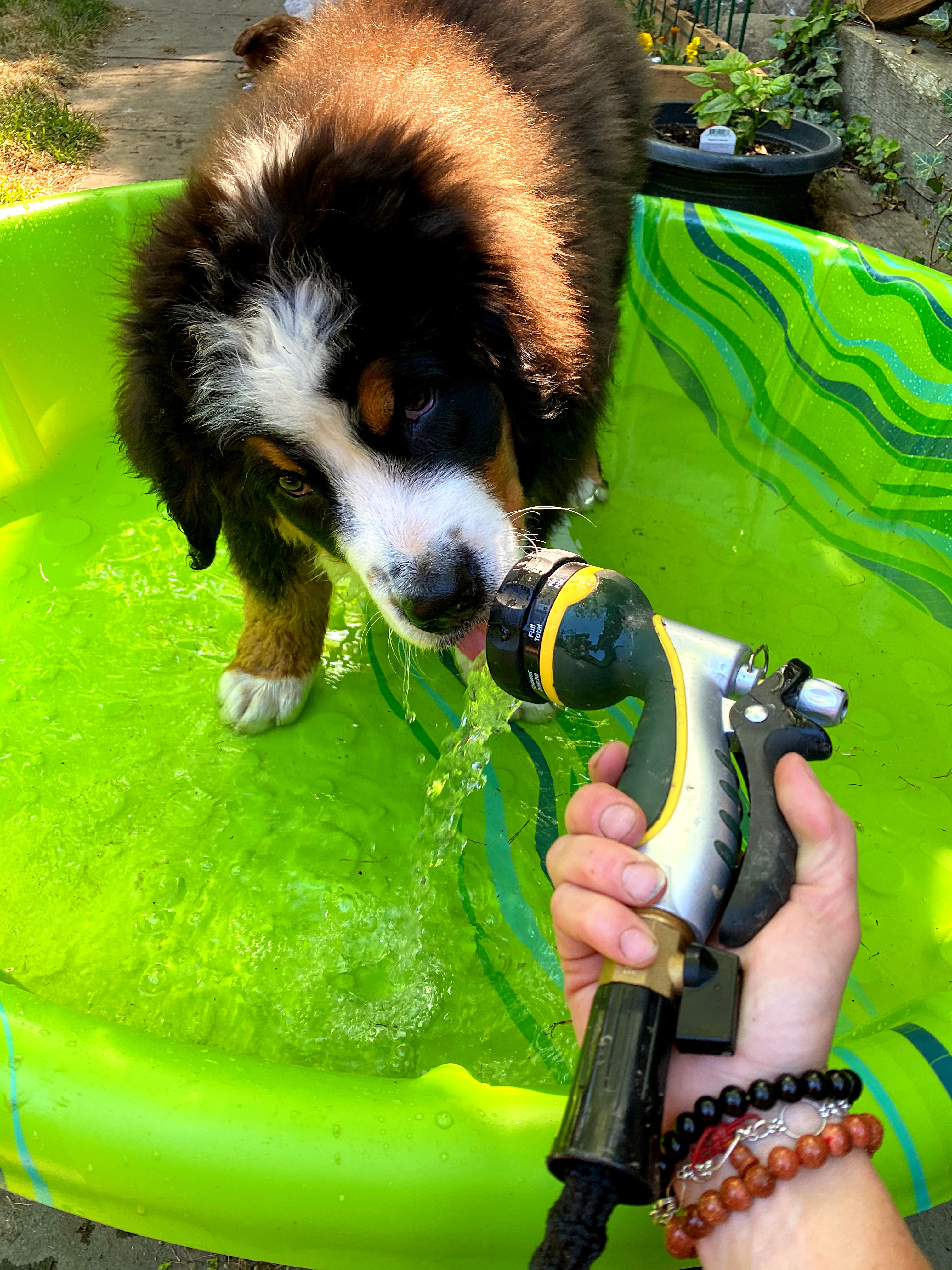 heat exhaustion in dogs symptoms treatment prevention bernese mountain dogs hydration
