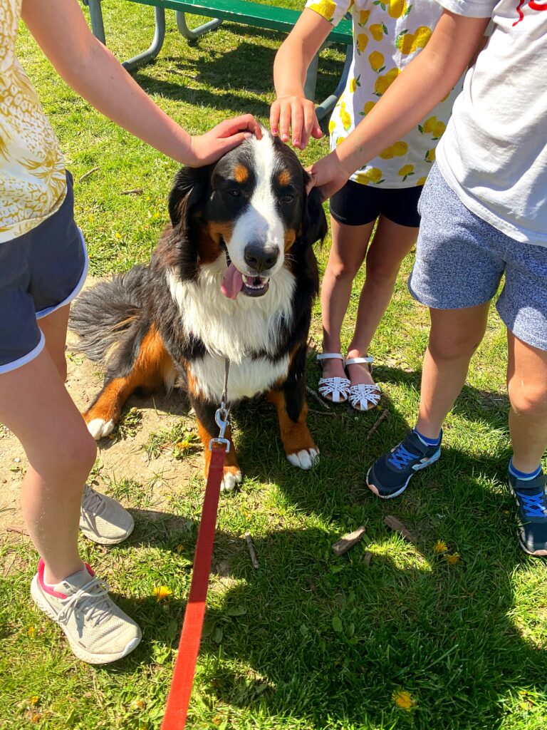 heat exhaustion in dogs symptoms treatment prevention bernese mountain dogs