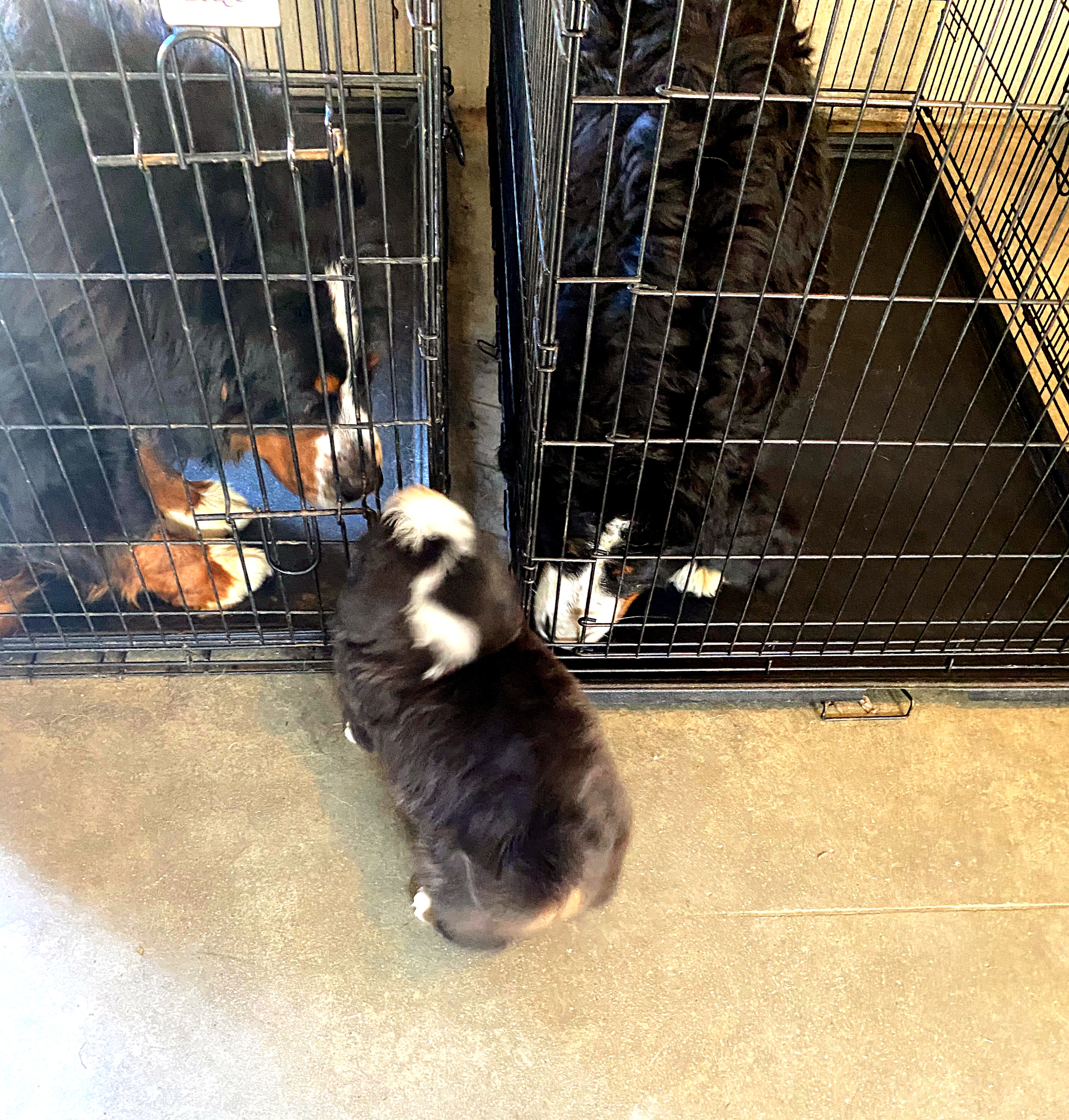 Bernese mountain dog puppy at the breeder