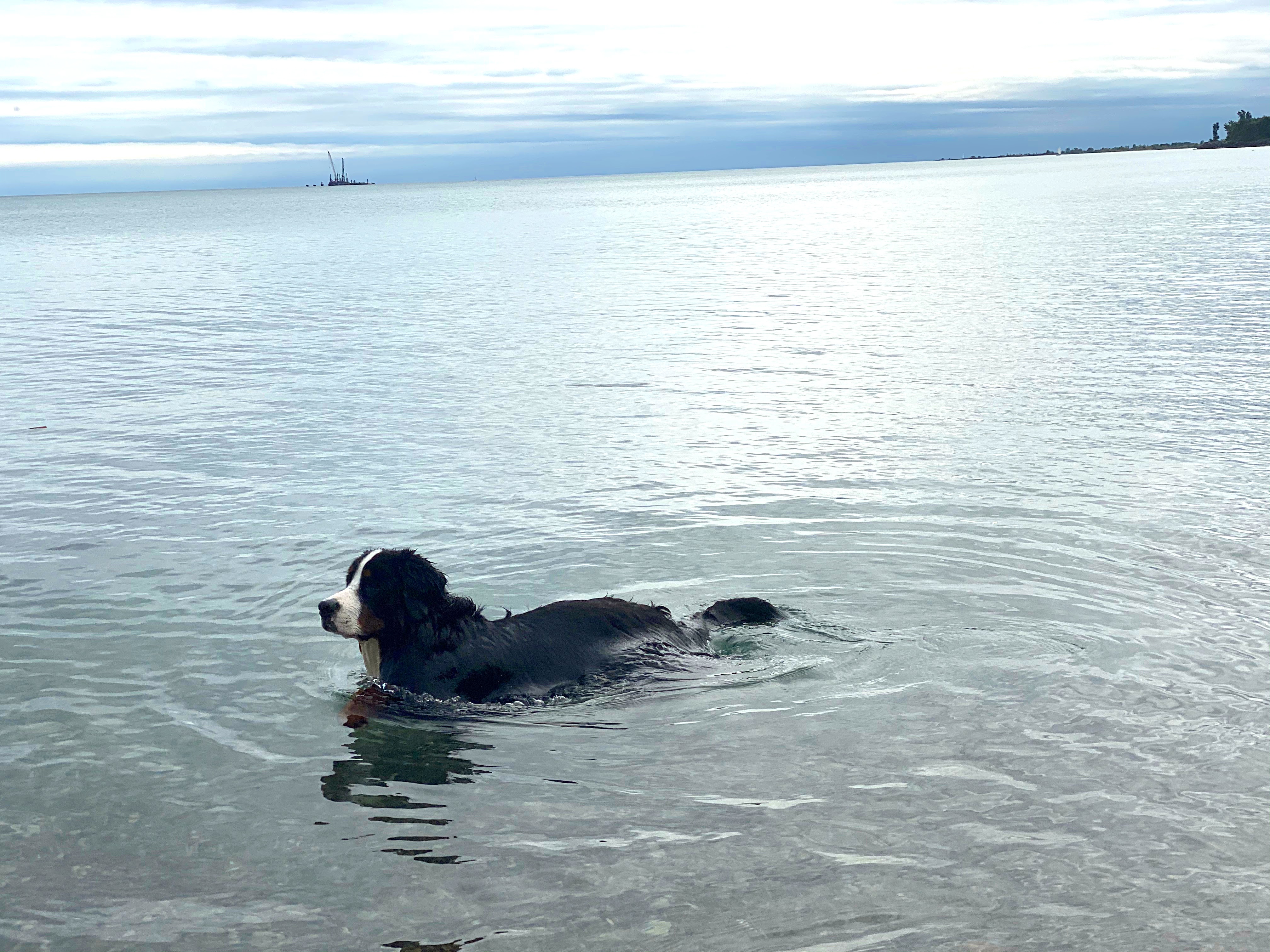 Bernese mountain dog swimming