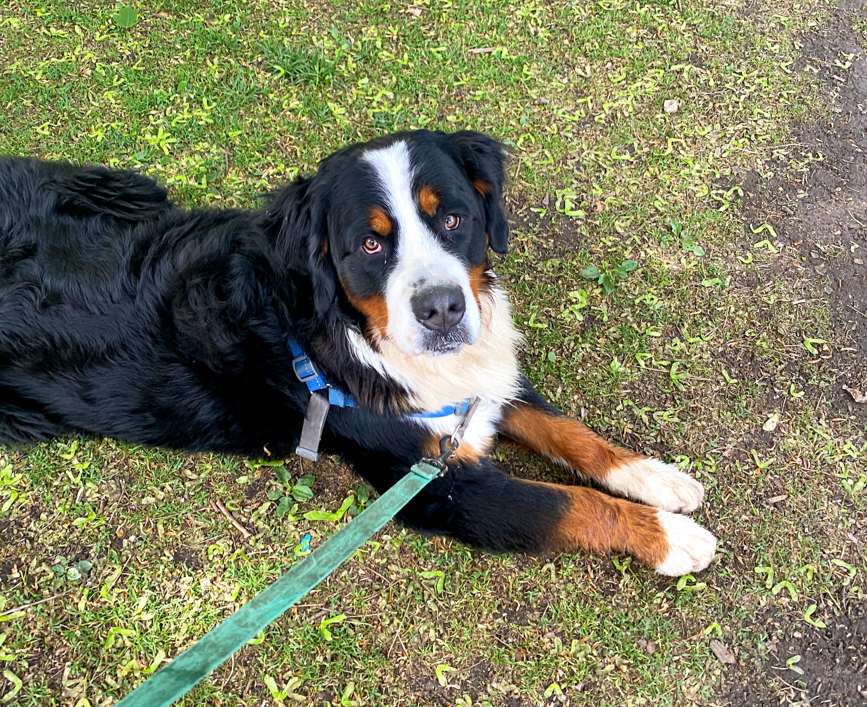 Bernese mountain dog walk