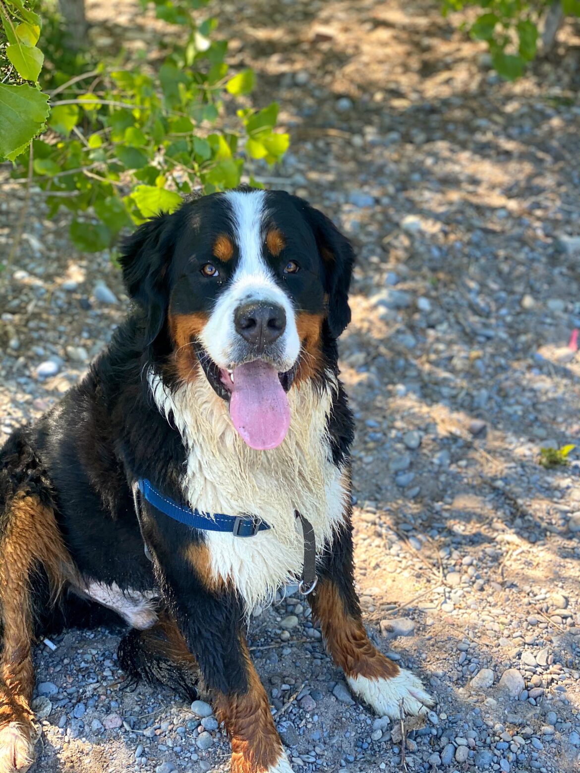 Bernese mountain dog walk