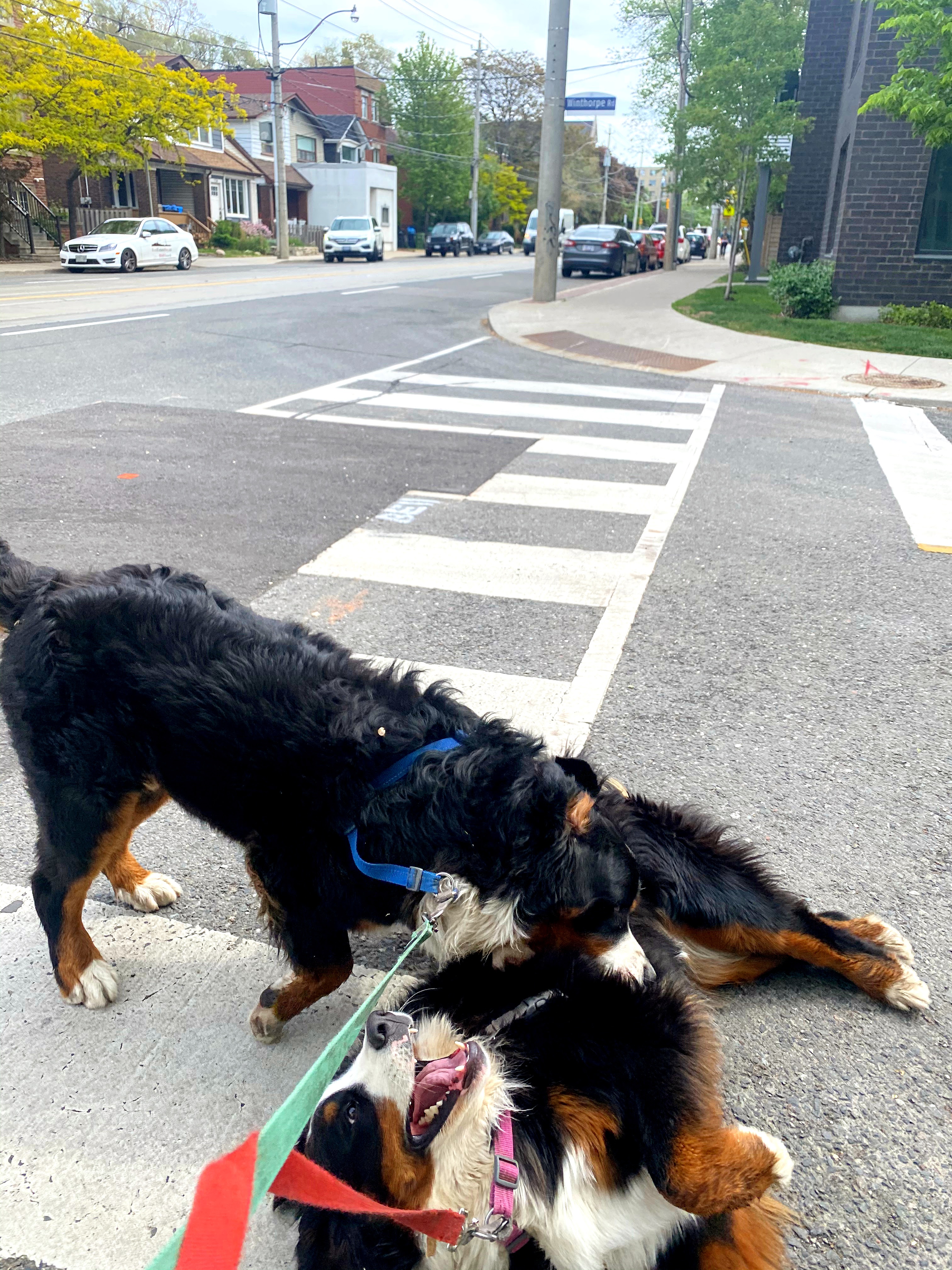 Bernese mountain dog walk