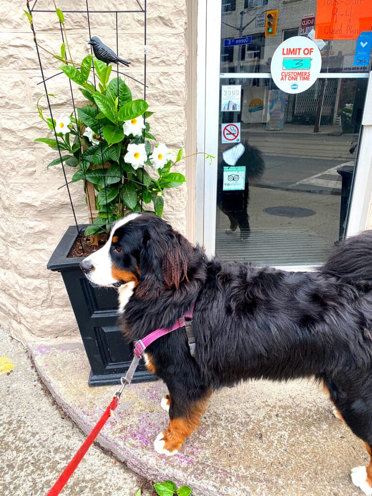 canada day independence day fourth of july dog safety