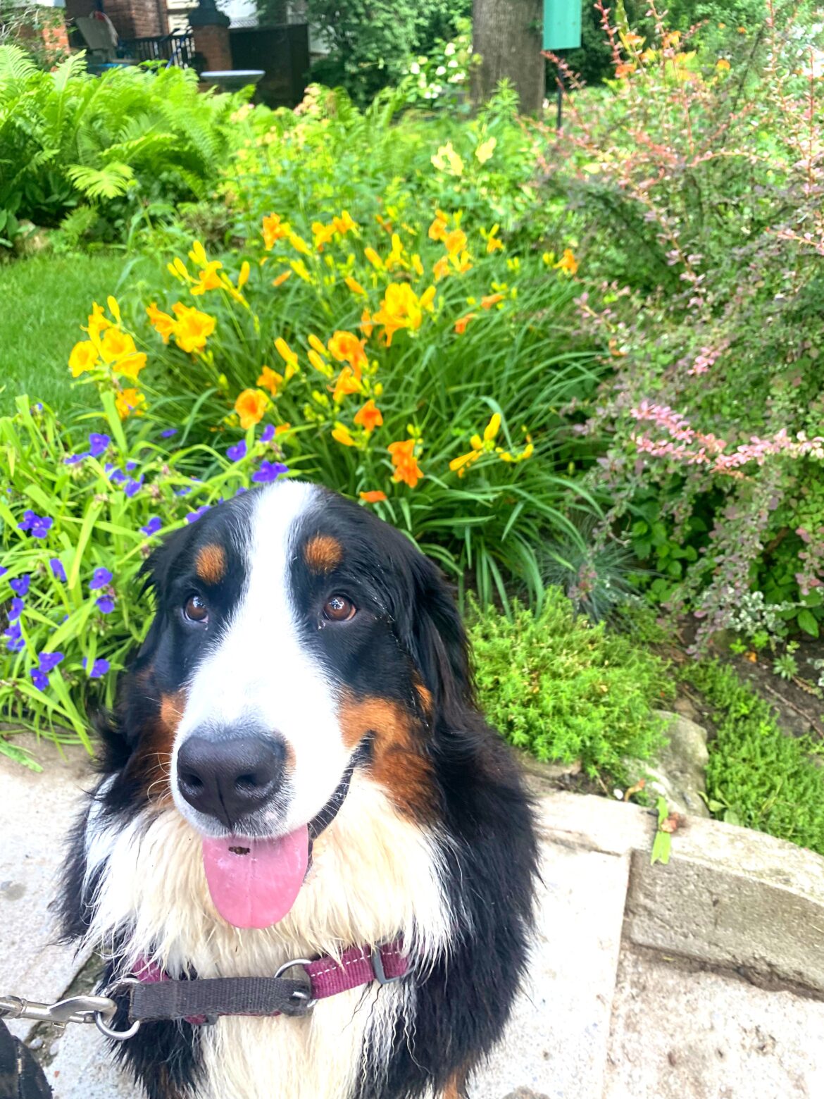 canada day independence day fourth of july dog safety