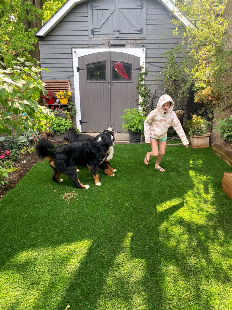 dog backyard synthetic turf grass
