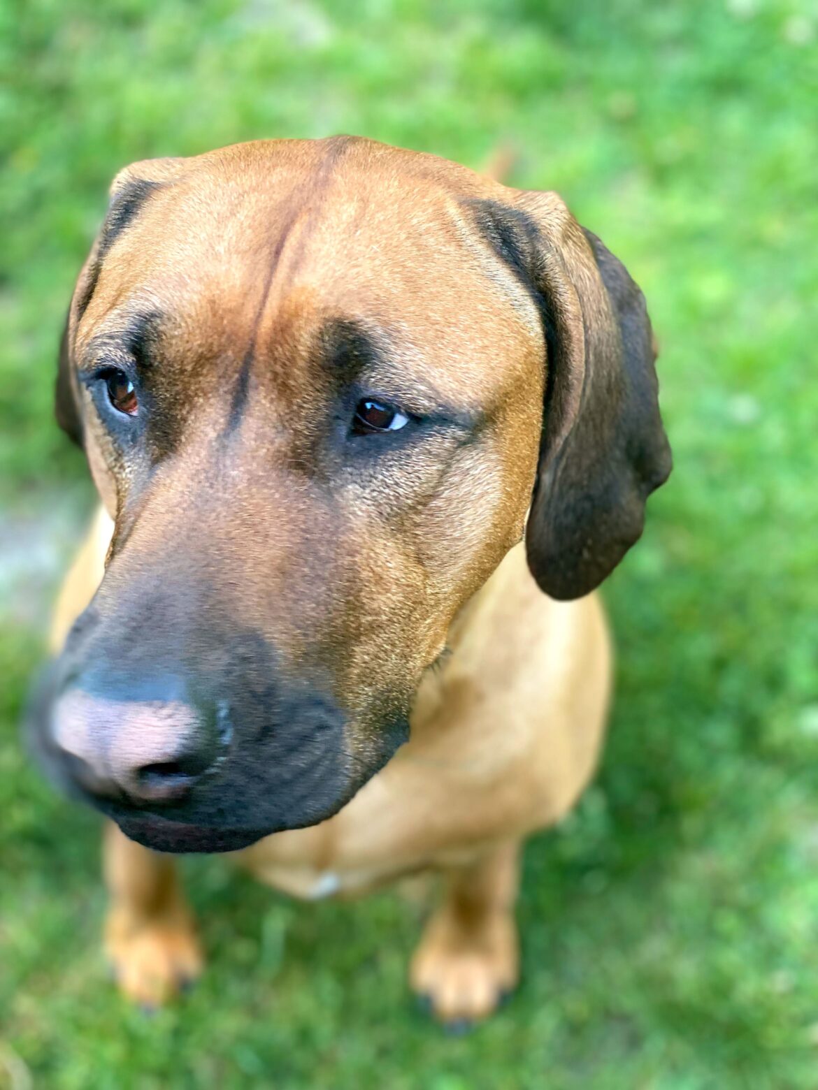 allergy symptoms treatment dogs