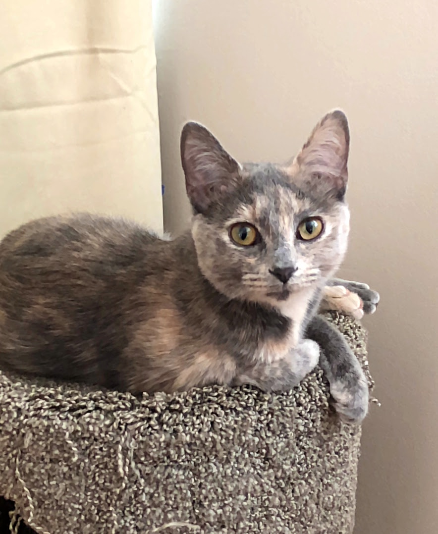 Why Do Cats Bring Gifts To People? Help! I've Got Pets