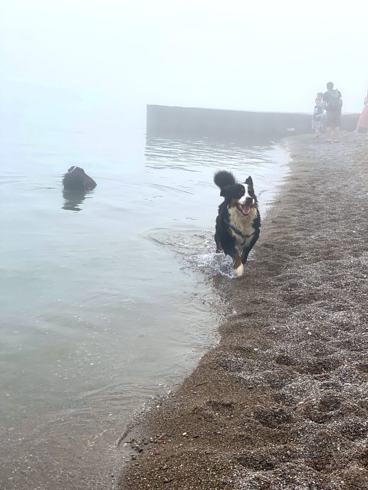 Bernese mountain dog woof walk challenge