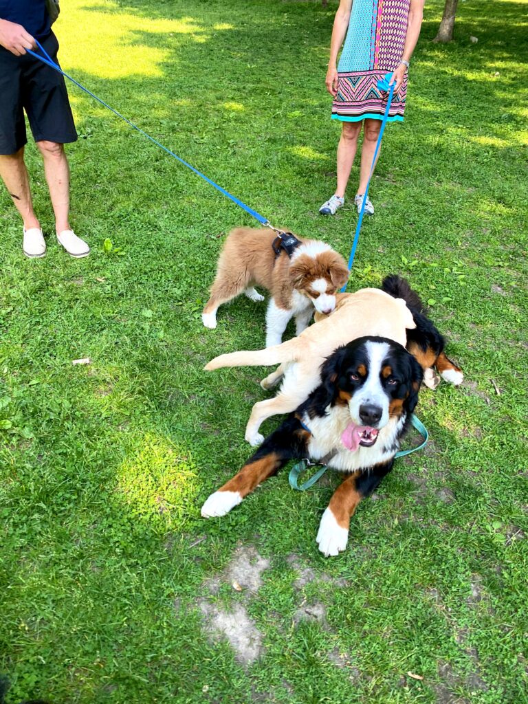 Bernese mountain dog playing with puppies