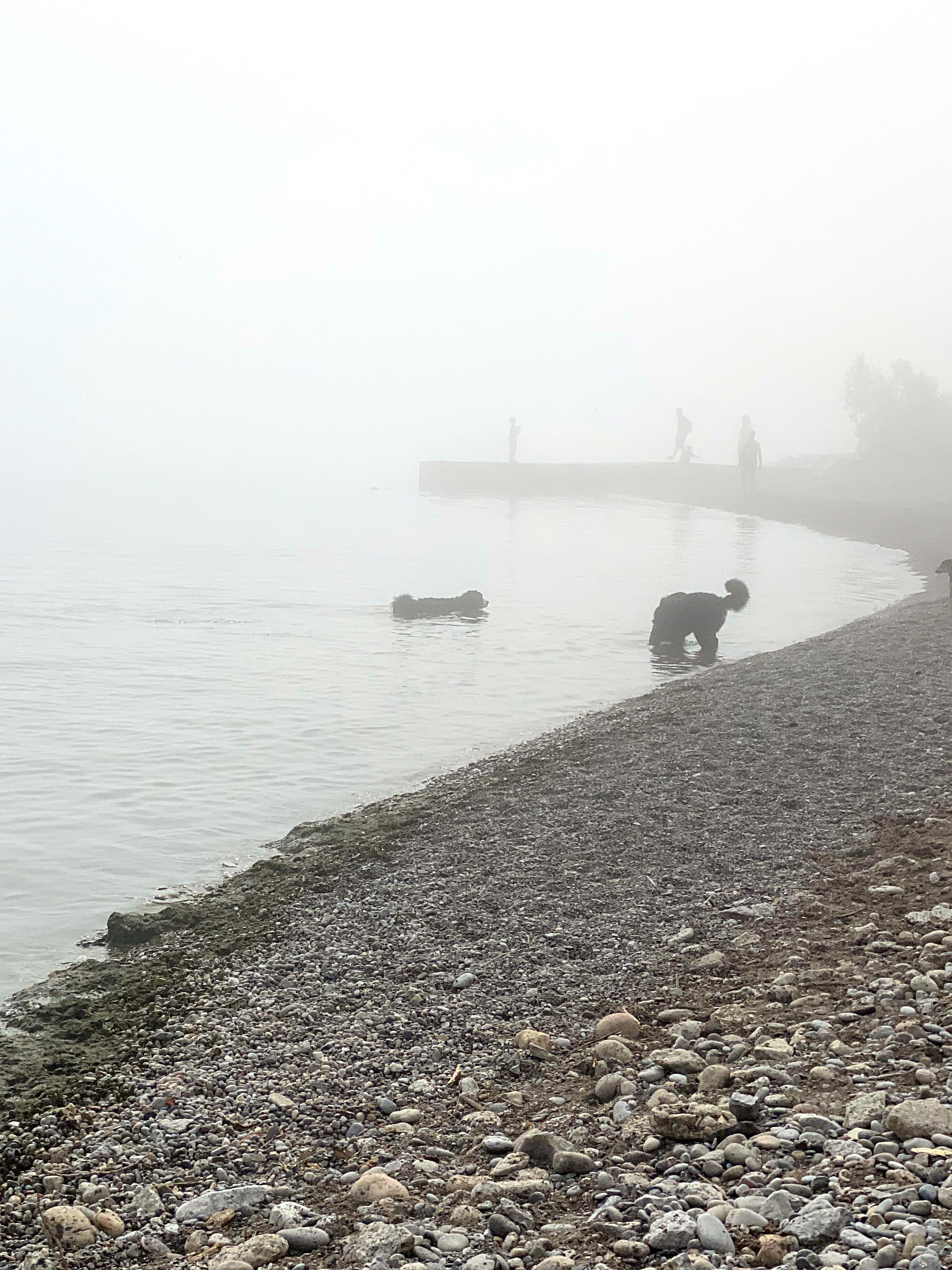 Bernese Mountain dogs woof walk challenge at the beach in the fog