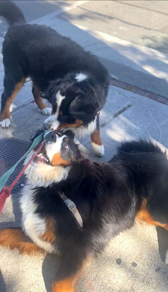 woof walk challenge bernese mountain dog dog walk