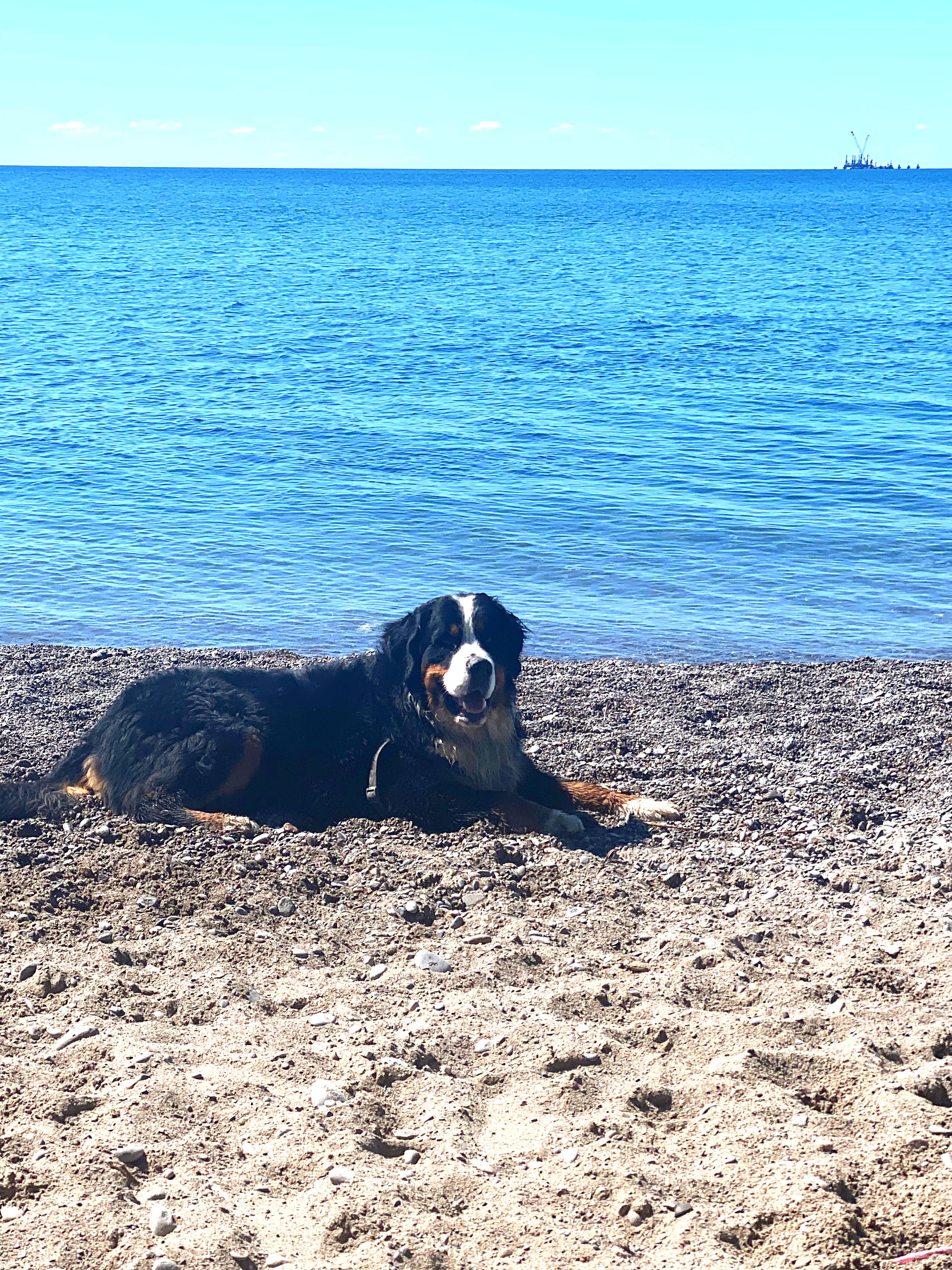 woof walk challenge bernese mountain dog dog walk