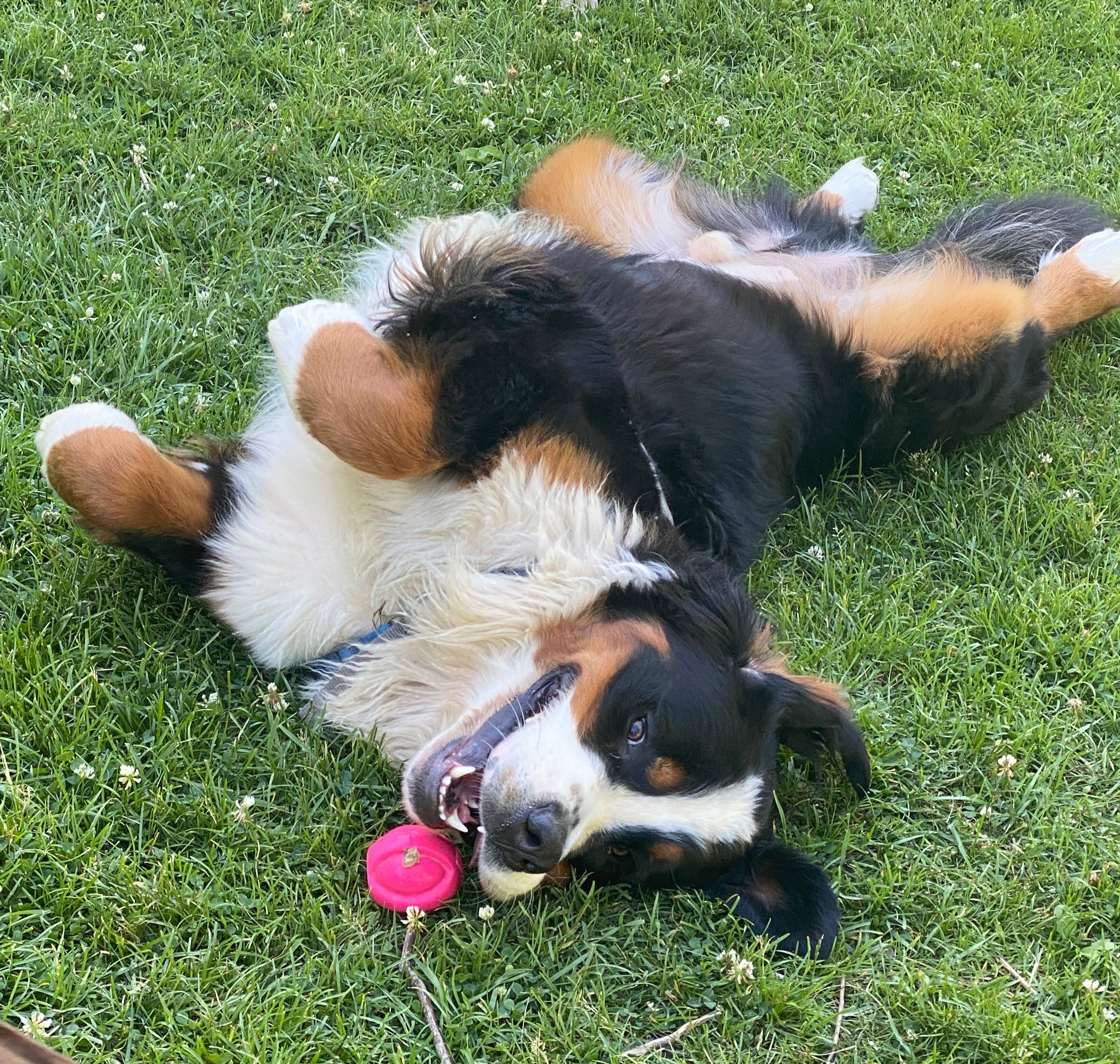 woof walk challenge bernese mountain dog dog walk