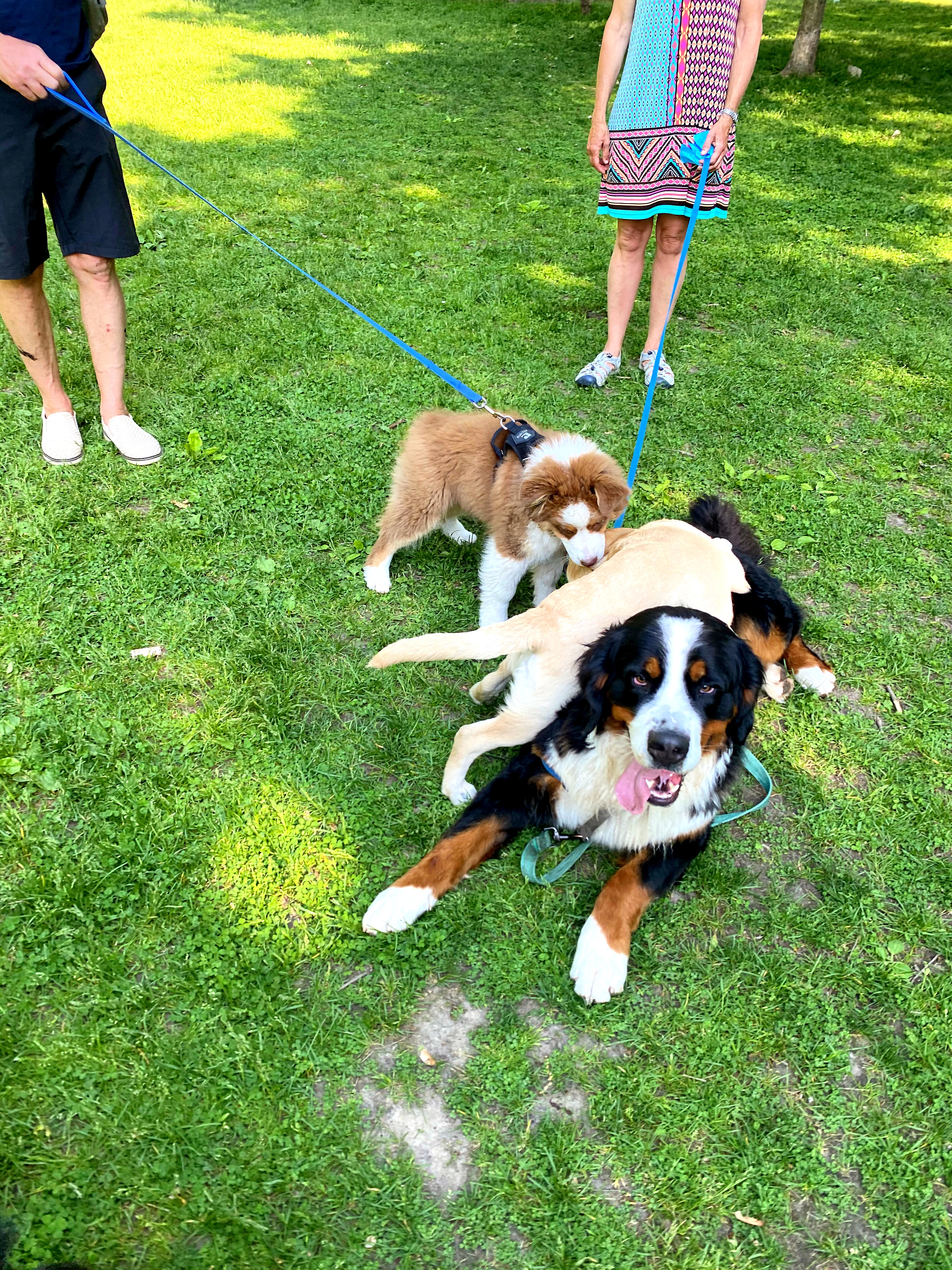 woof walk challenge bernese mountain dog dog walk