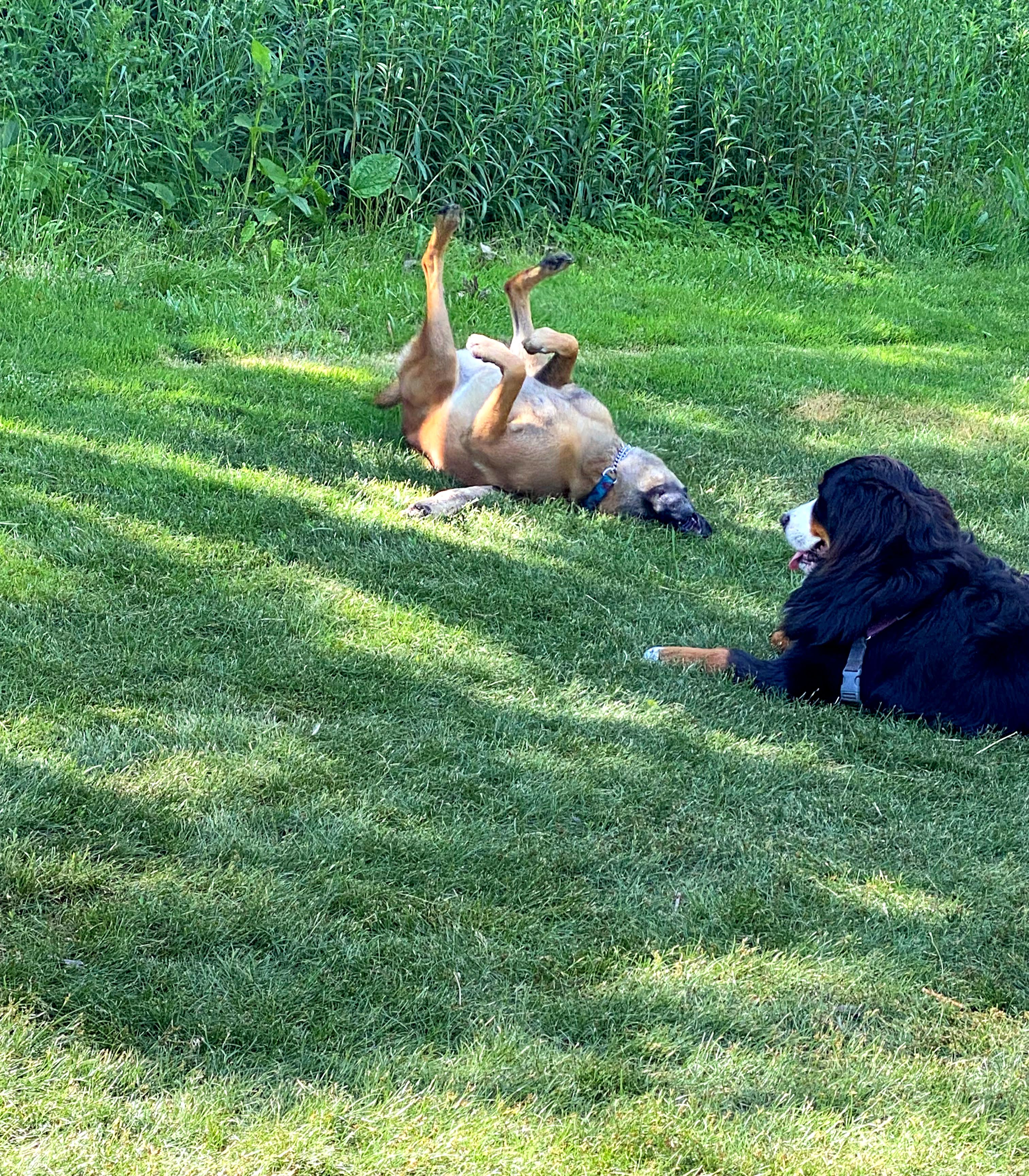 woof walk challenge bernese mountain dog dog walk