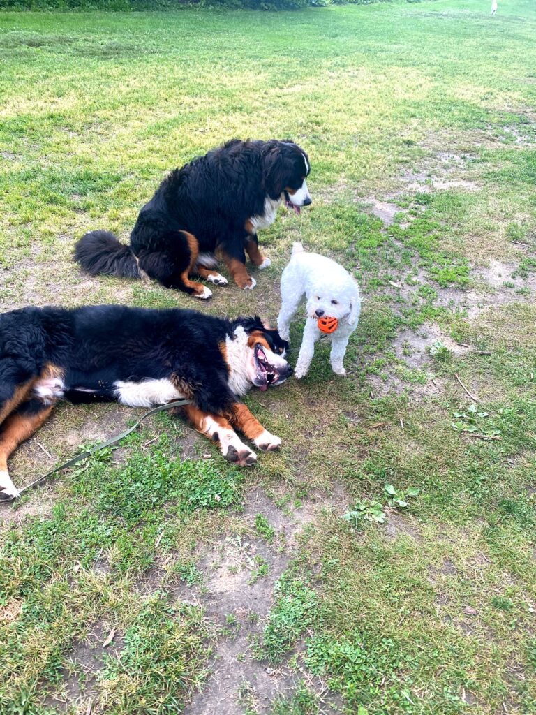 woof walk bernese mountain dog bichon park