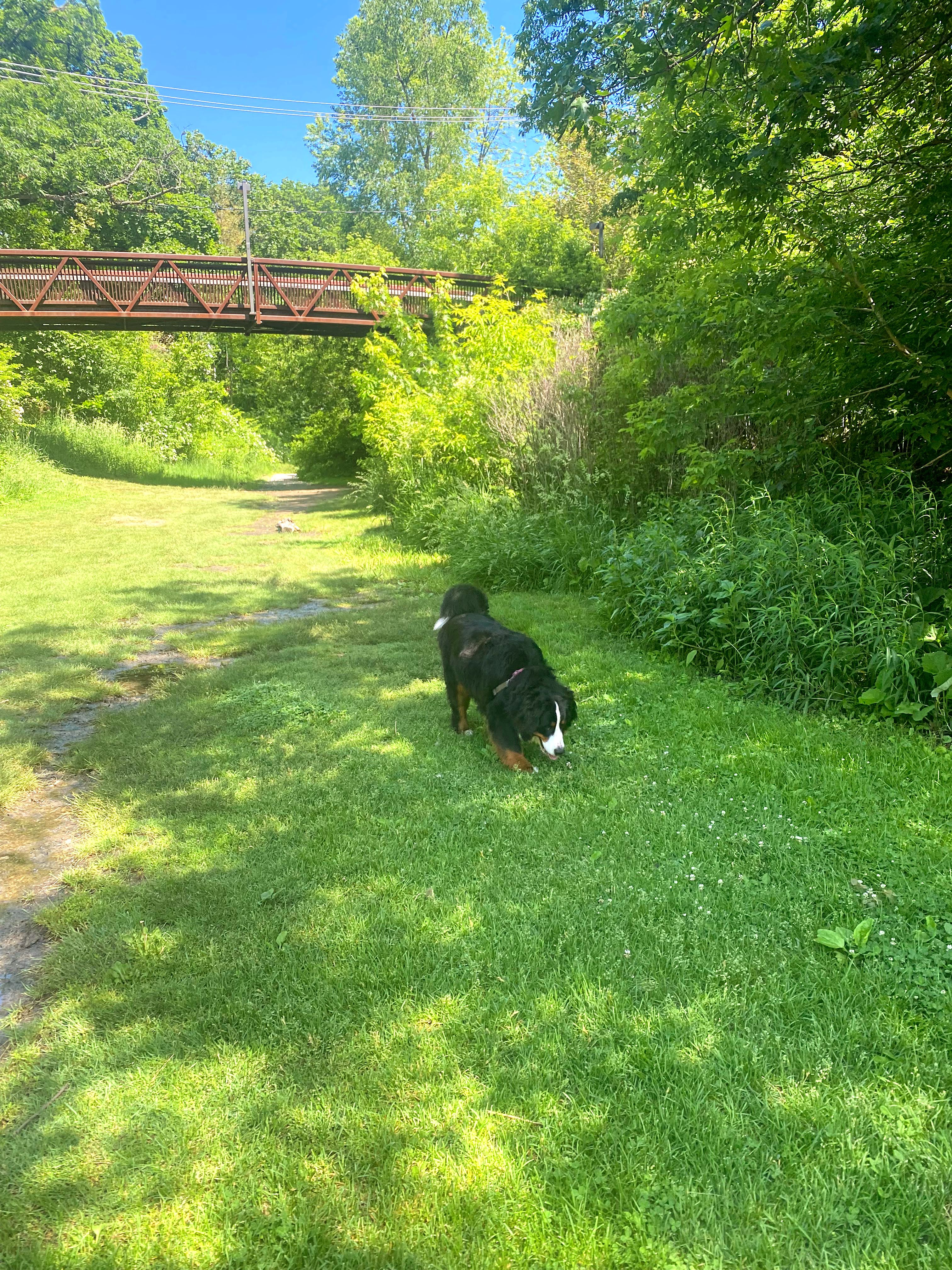 woof walk bernese mountain dog in park