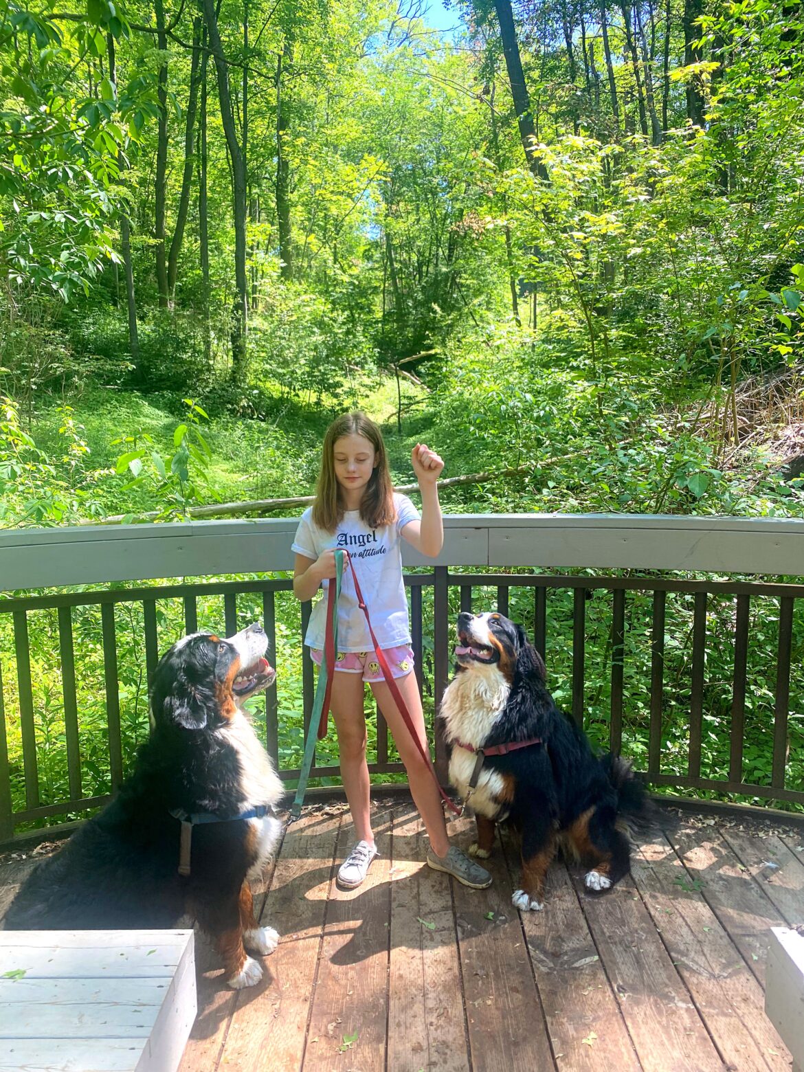 woof walk bernese mountain dogs sitting