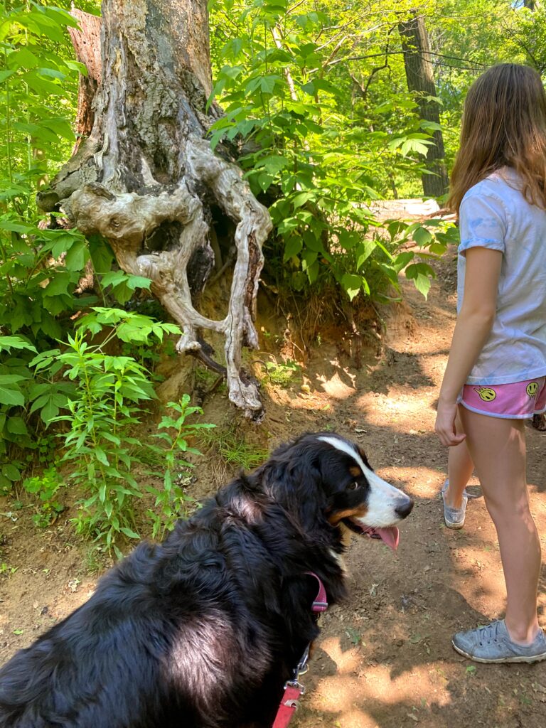 woof walk bernese mountain dog in ravine on walk