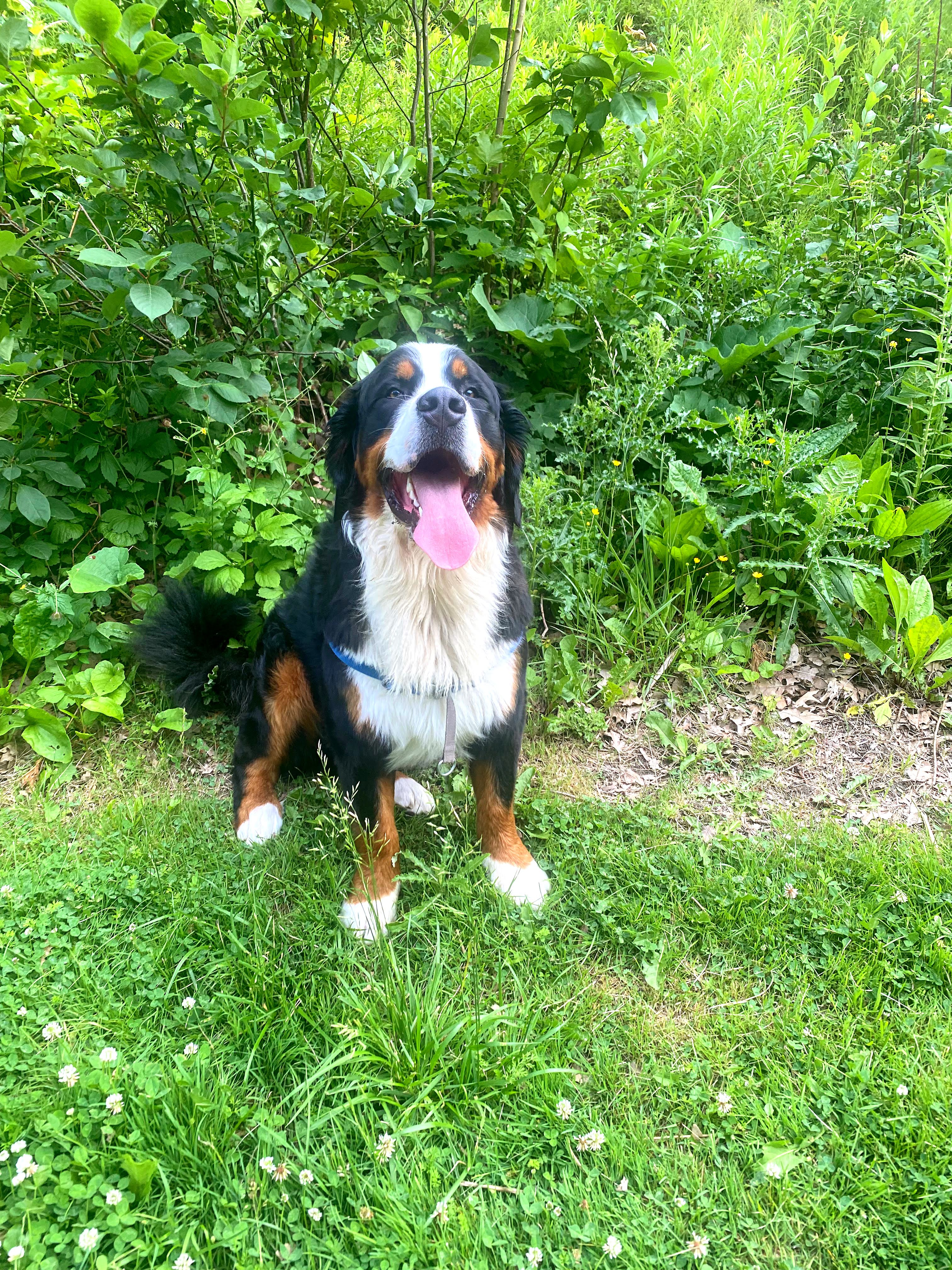 bernese mountain dog berner smiling park