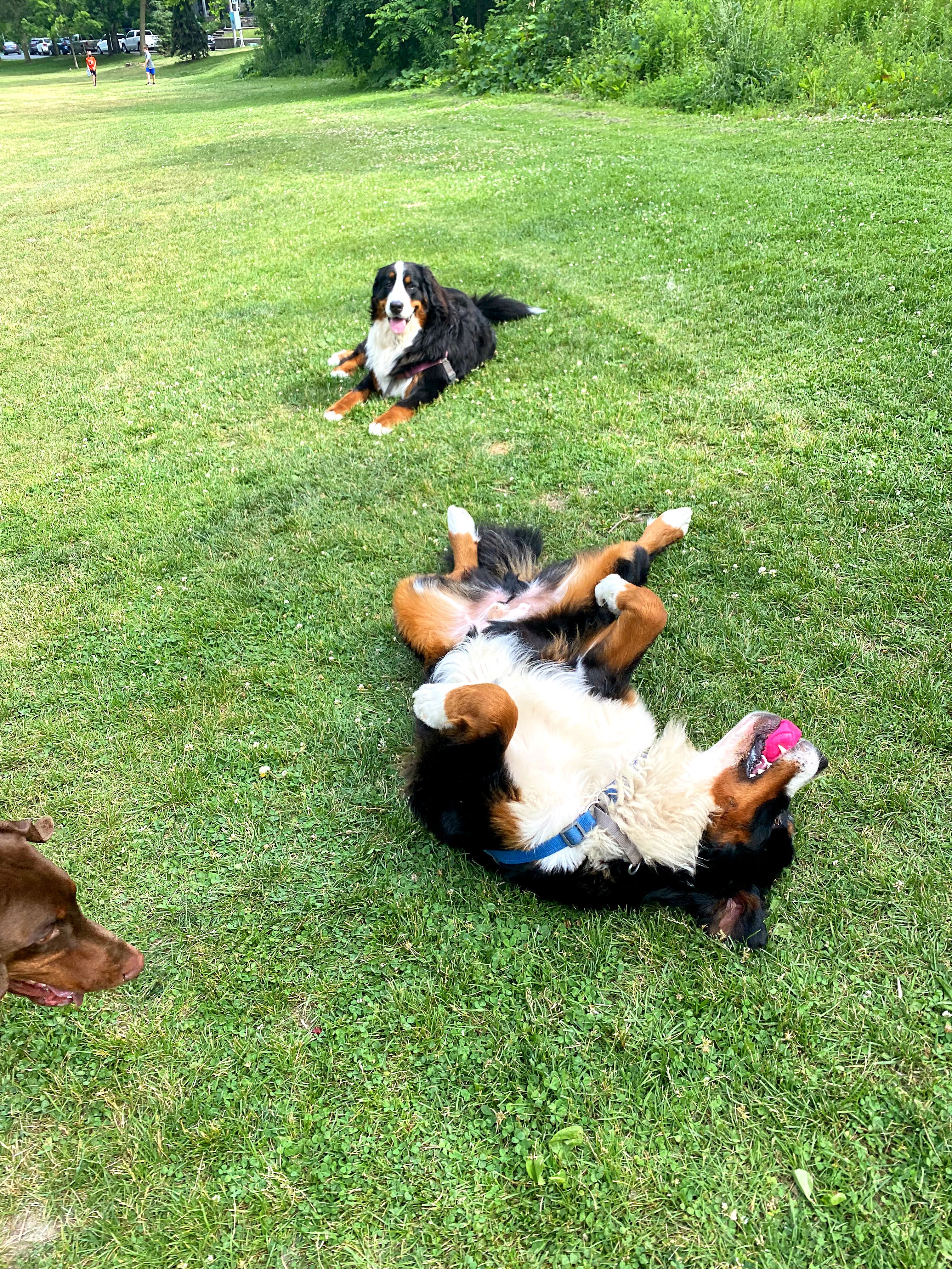 bernese mountain dog park walk on back