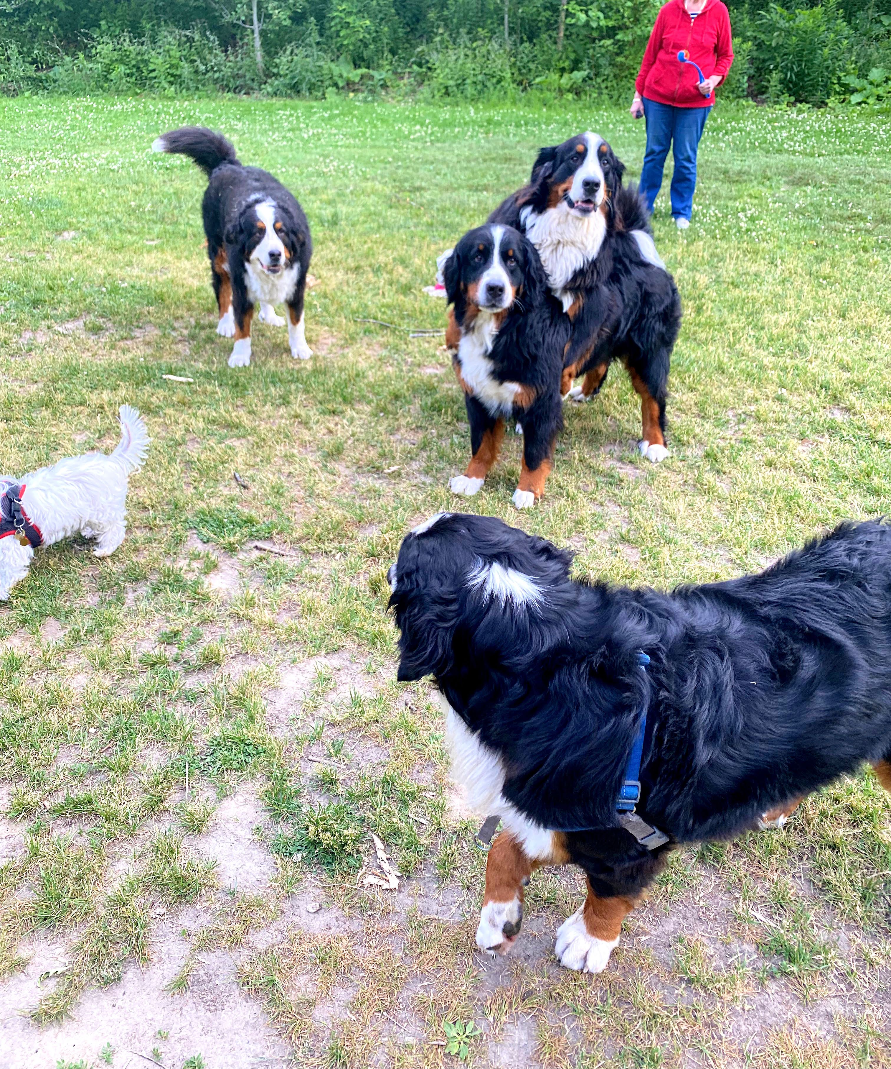 woof walk bernese mountain dogs playing park