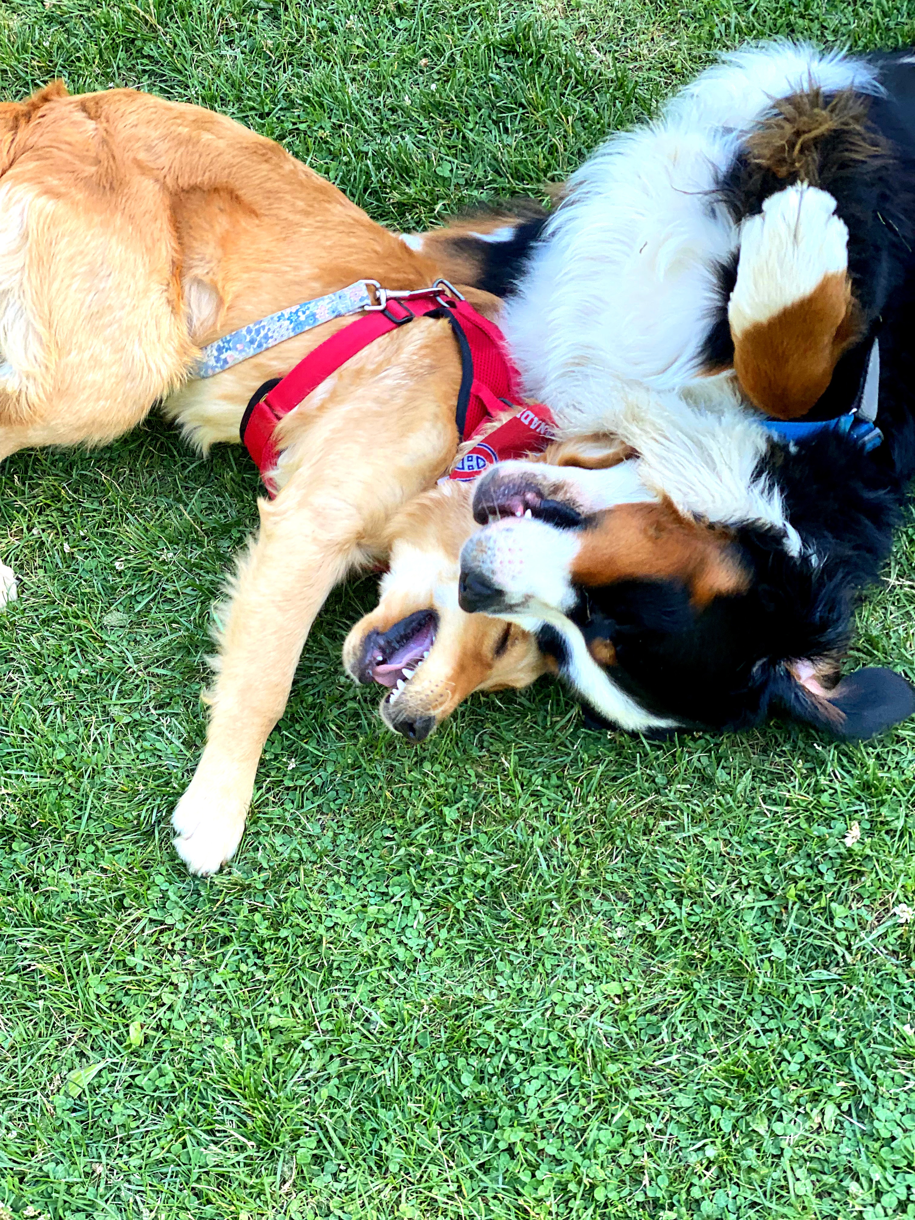 woof walk bernese mountain dog golden retriever play park