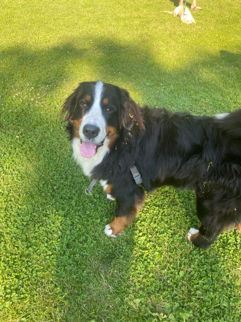 woof walk challenge burrs bernese mountain dog