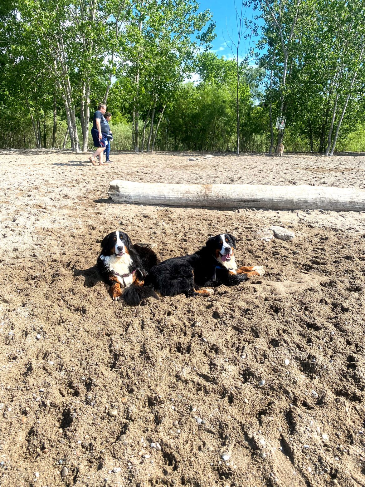 woofwalk week 8 update