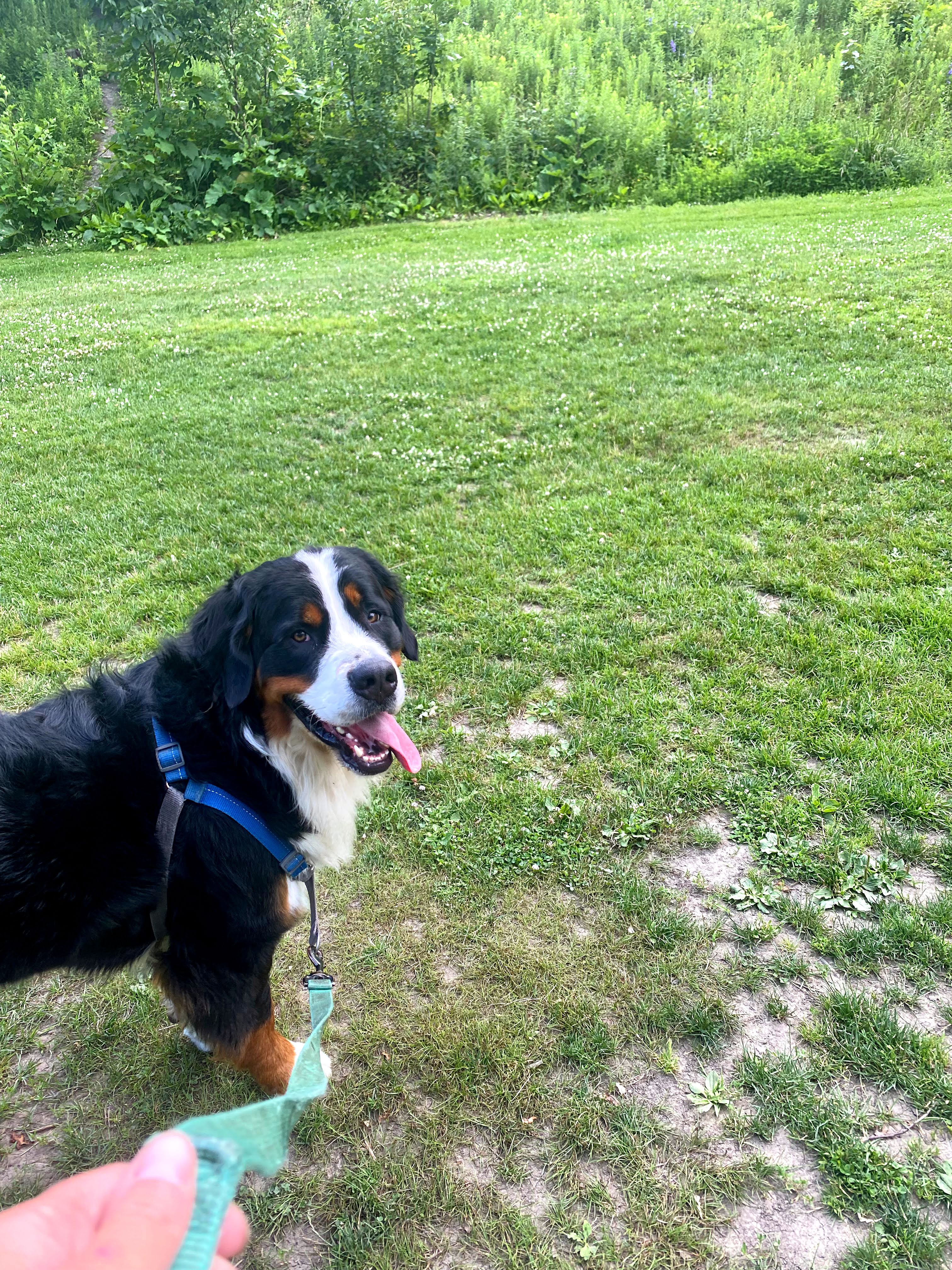 woofwalk challenge update bernese mountain dog